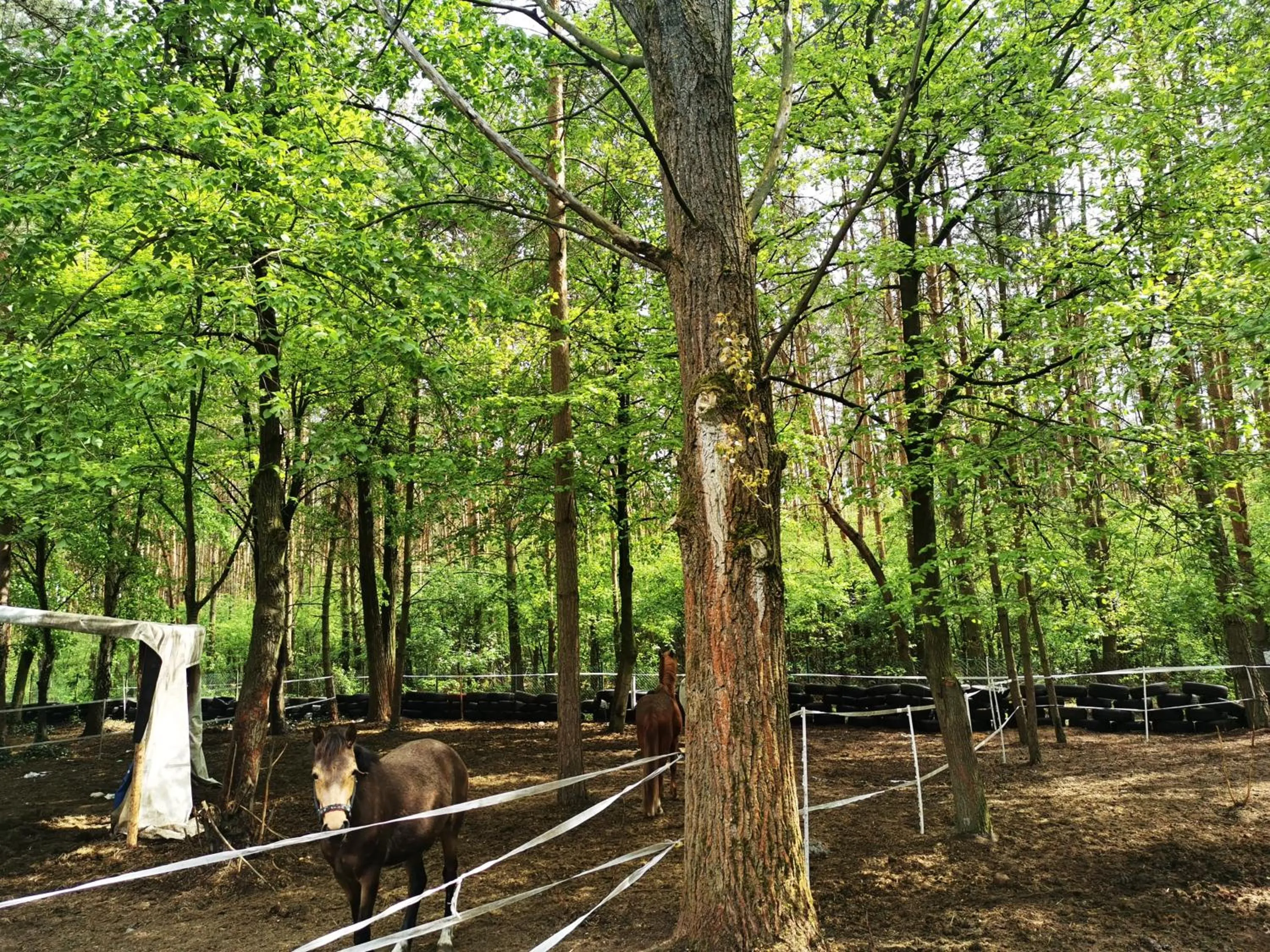 Animals in Hotel Szablewski