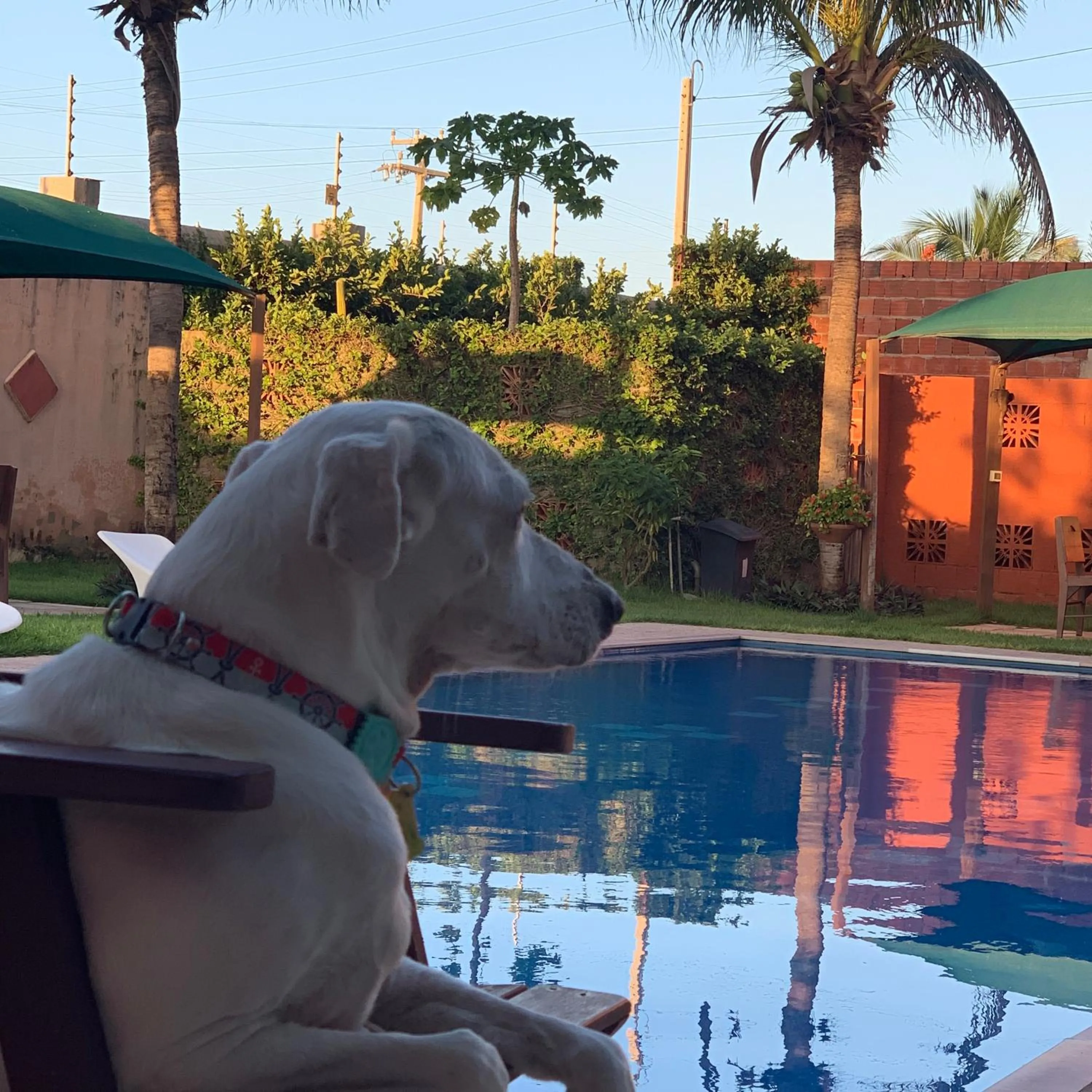 Animals in Residenza Canoa