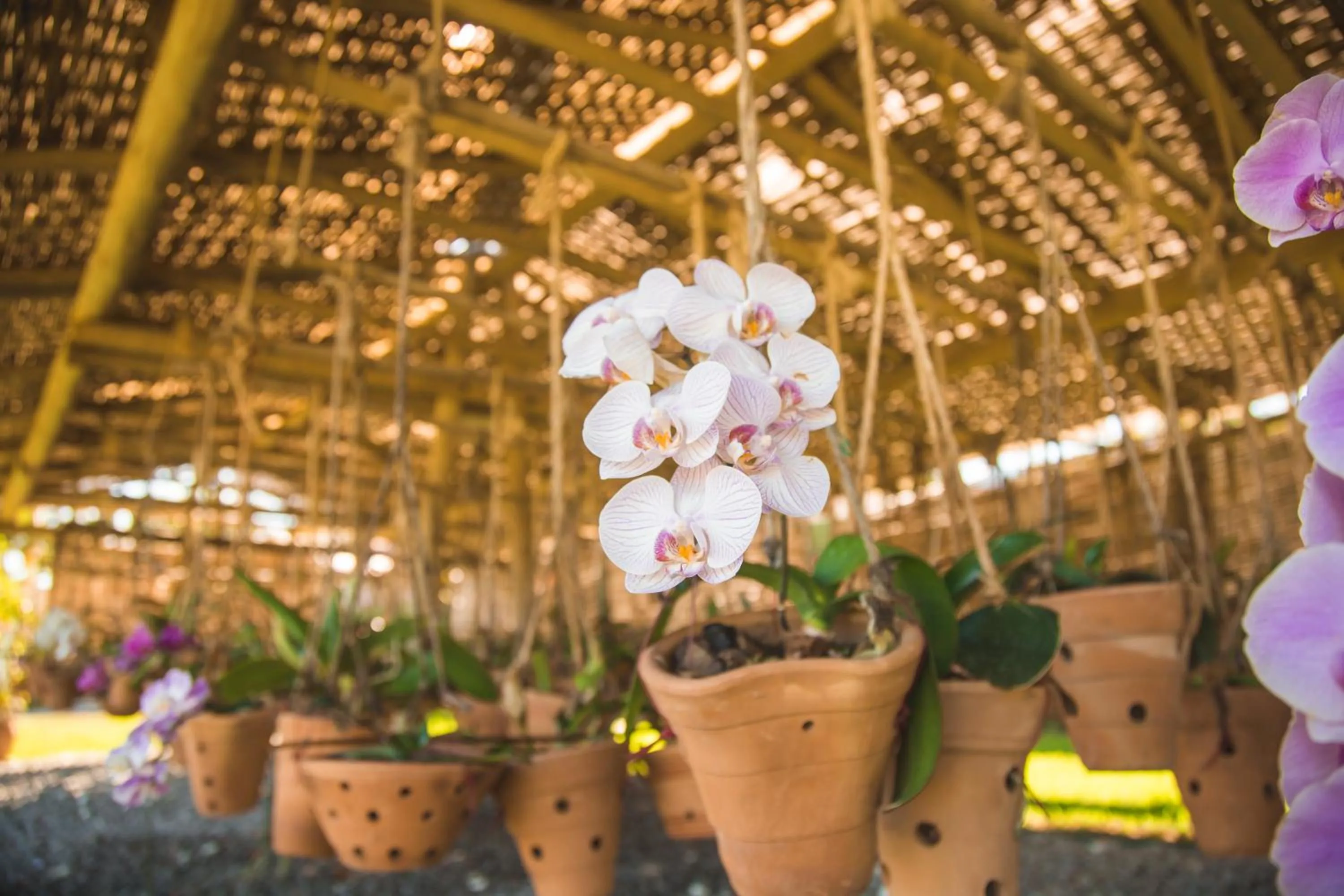 Garden in La Torre Resort All Inclusive