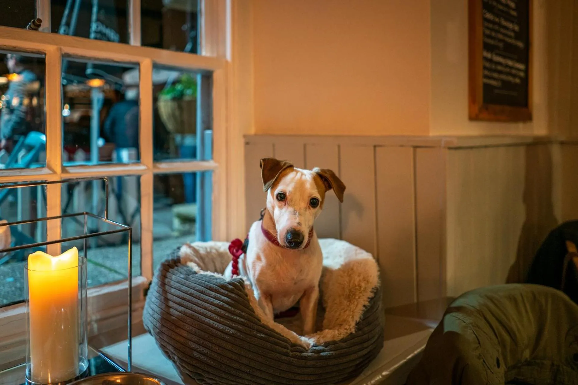 Pets in Castle Inn