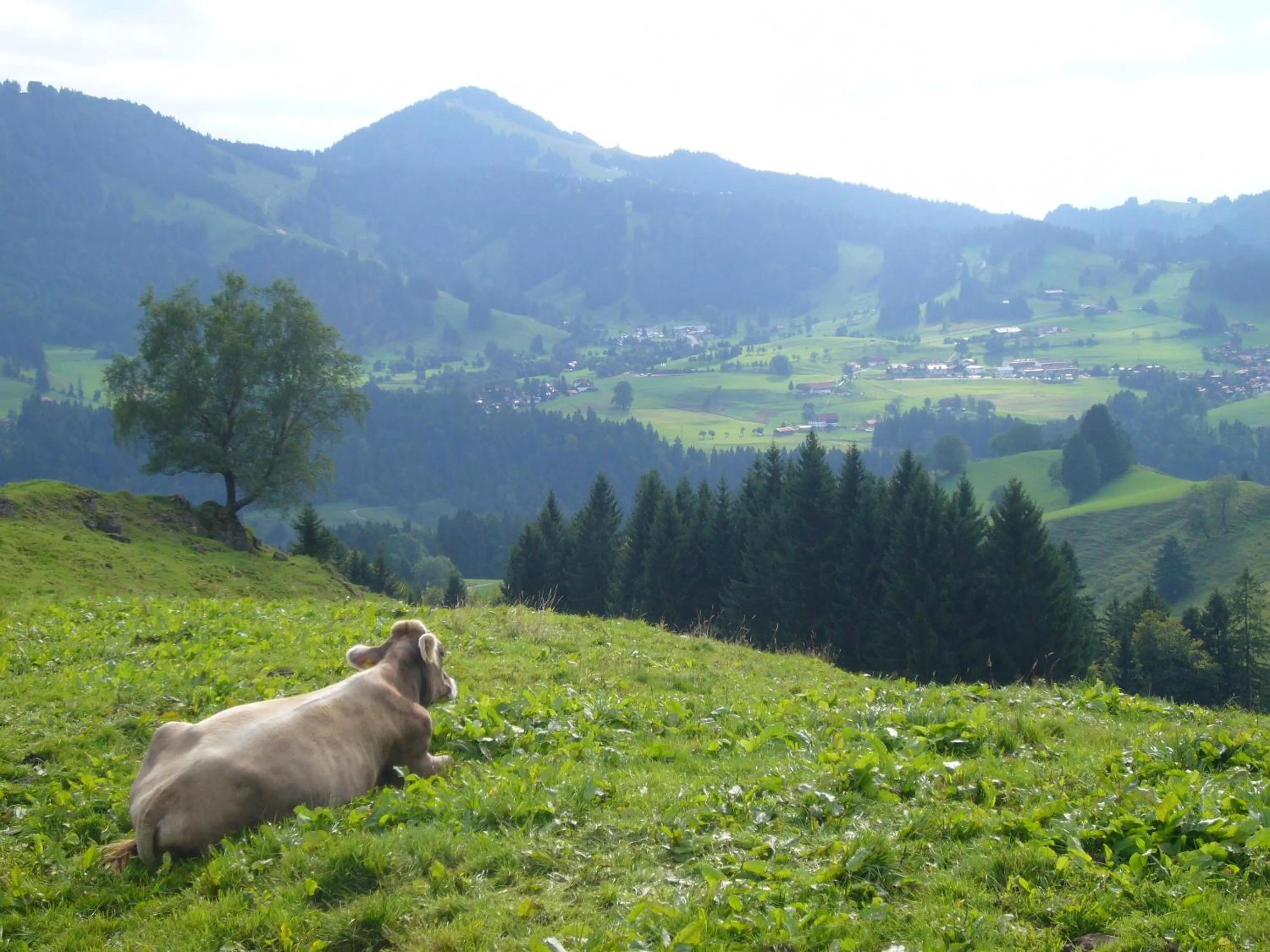 Natural landscape, Pets in Hotel Allgäuer Hof