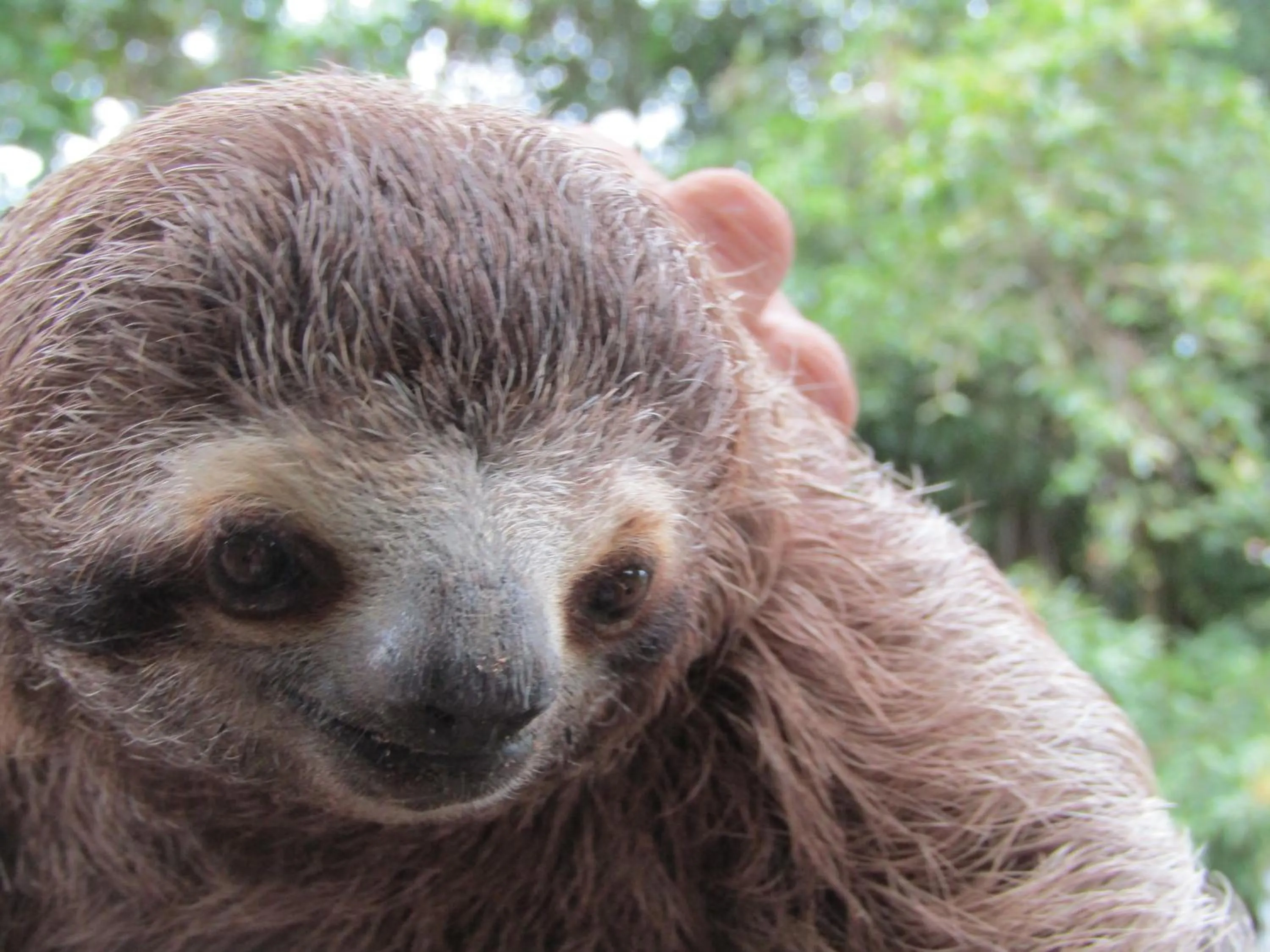 Animals in Peace of Paradise Breakfast Included Free Manuel Antonio Park Tour
