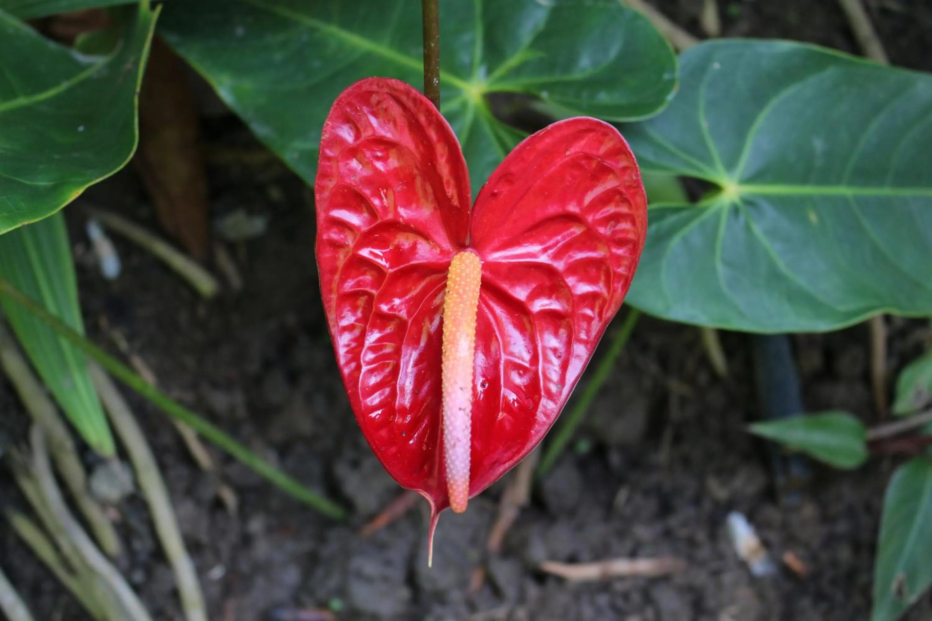 Garden in Peace of Paradise Breakfast Included Free Manuel Antonio Park Tour