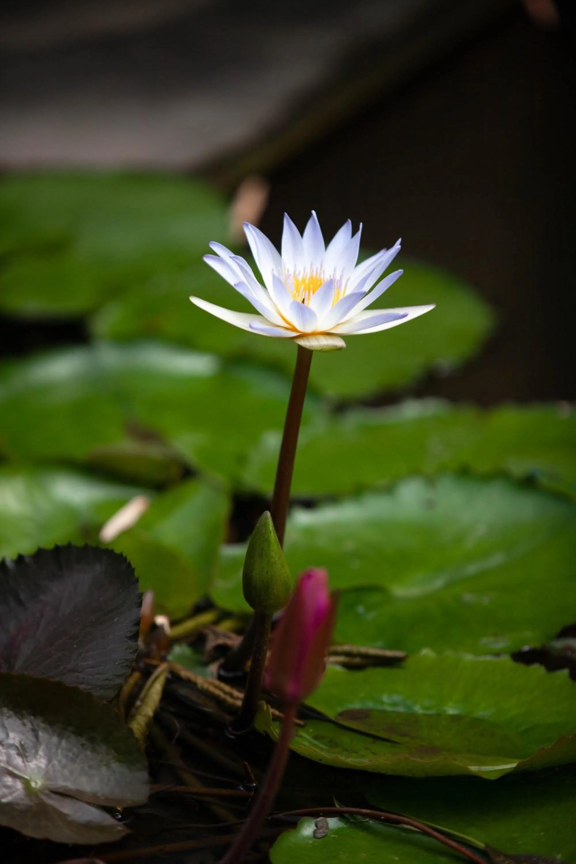 Property building in The Residence Resort