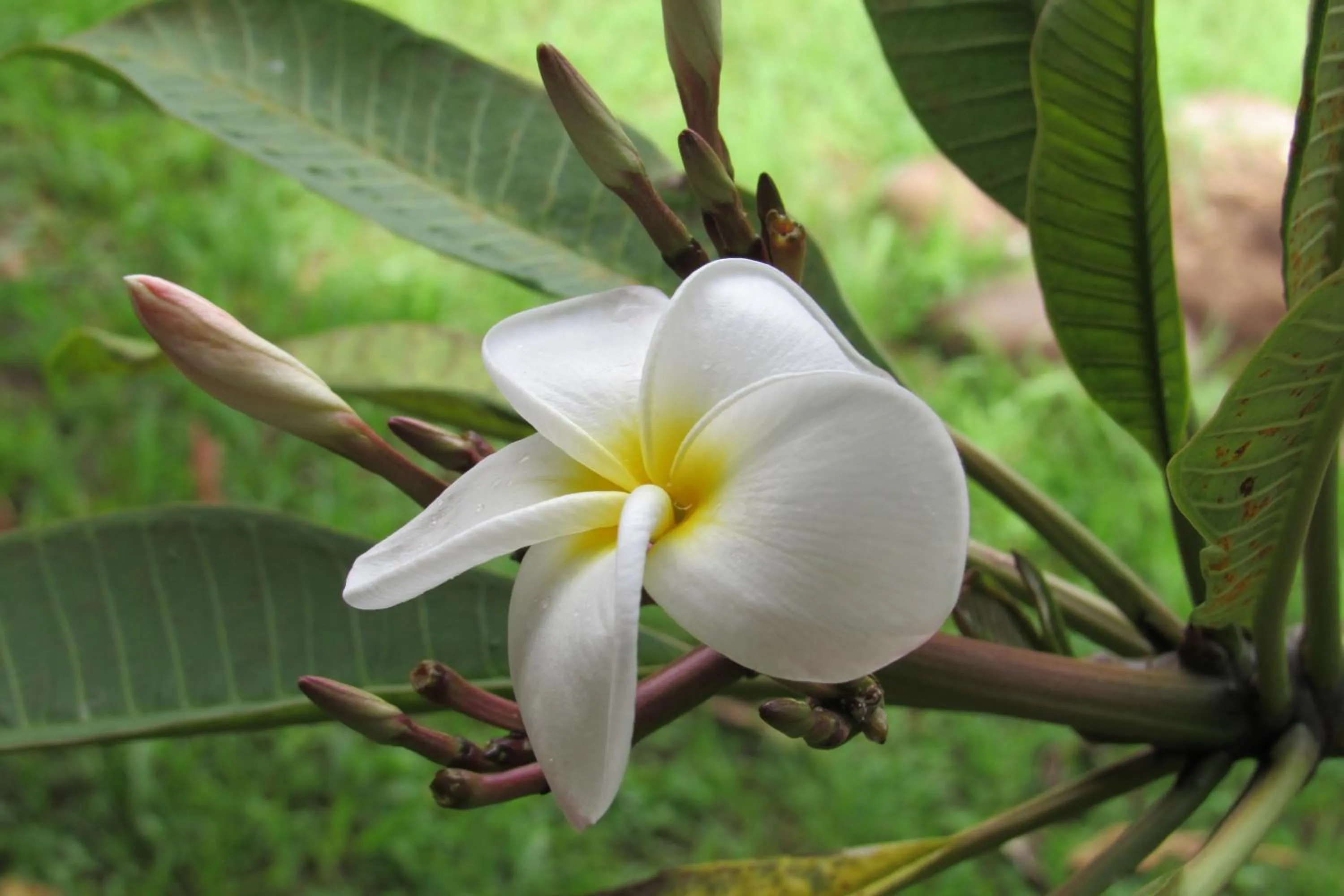Garden in Easter Island Ecolodge