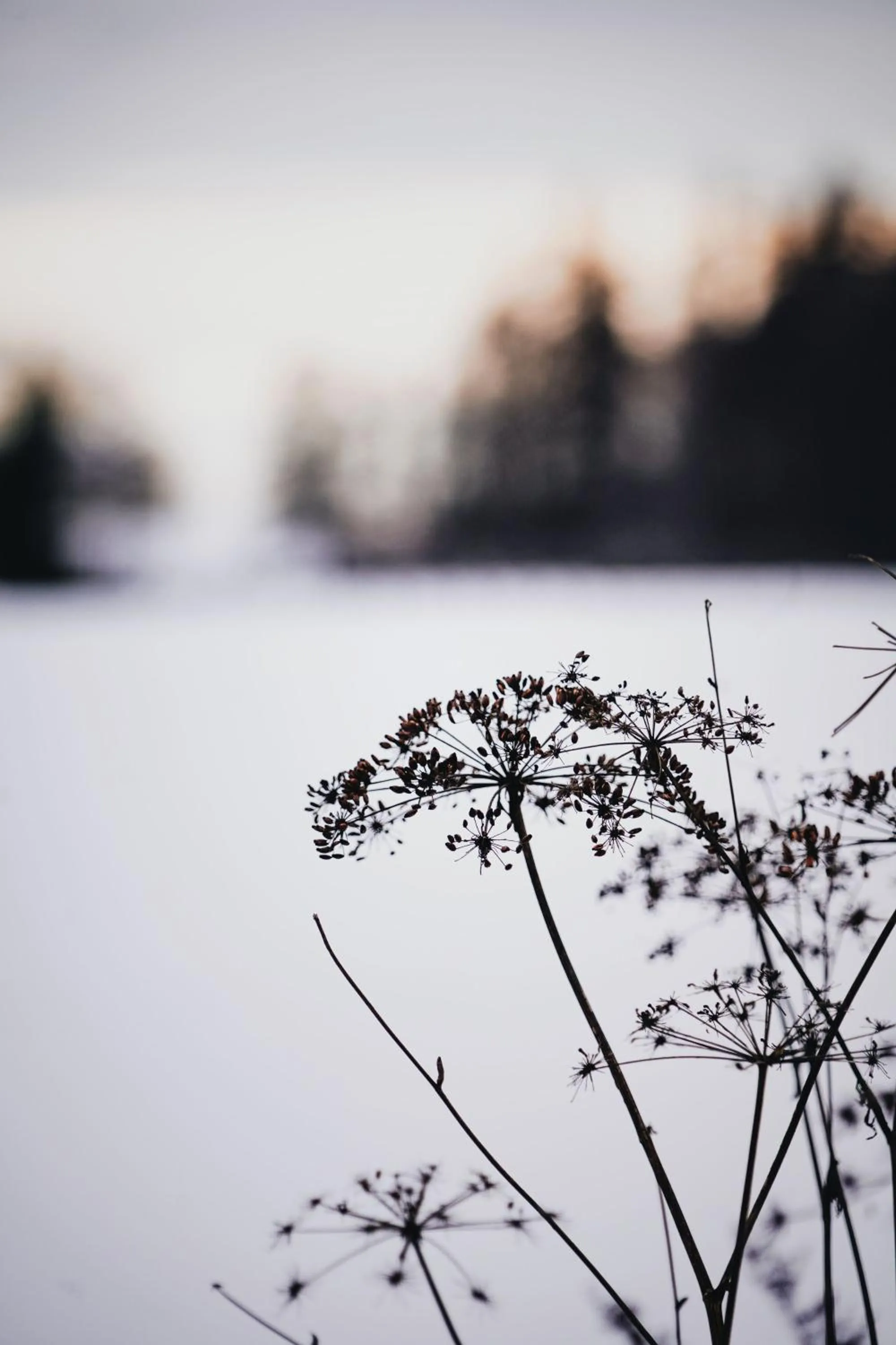 Winter in Åsby Hotell