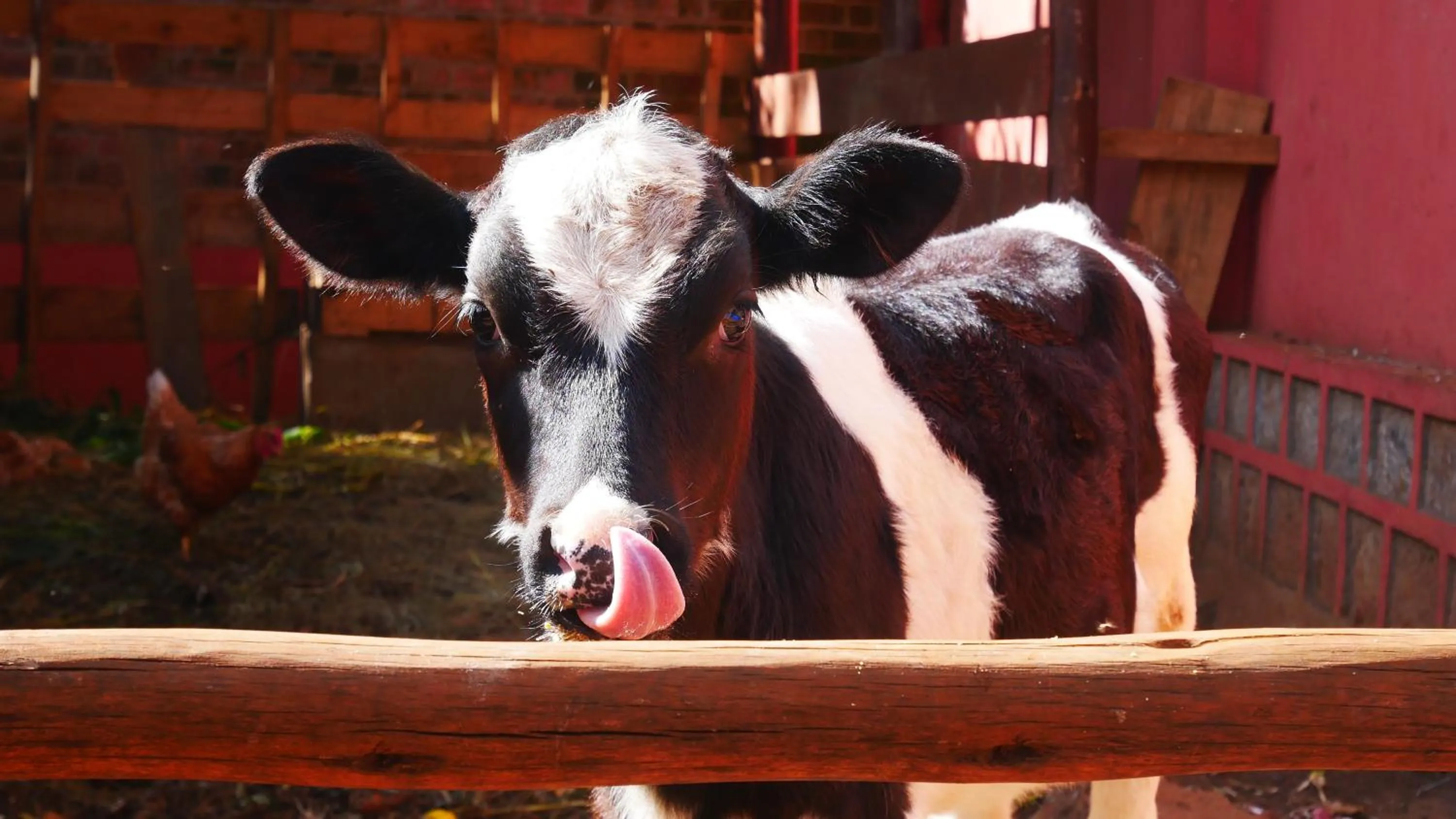 Pets in SOUIMANGA-HOTEL