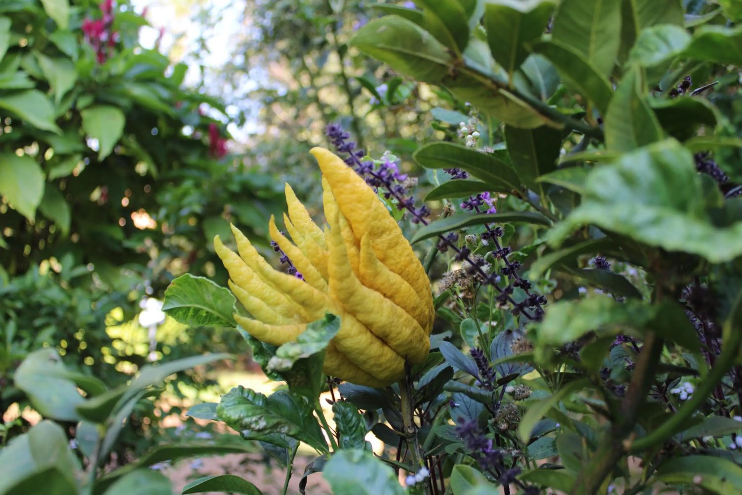Garden in SOUIMANGA-HOTEL