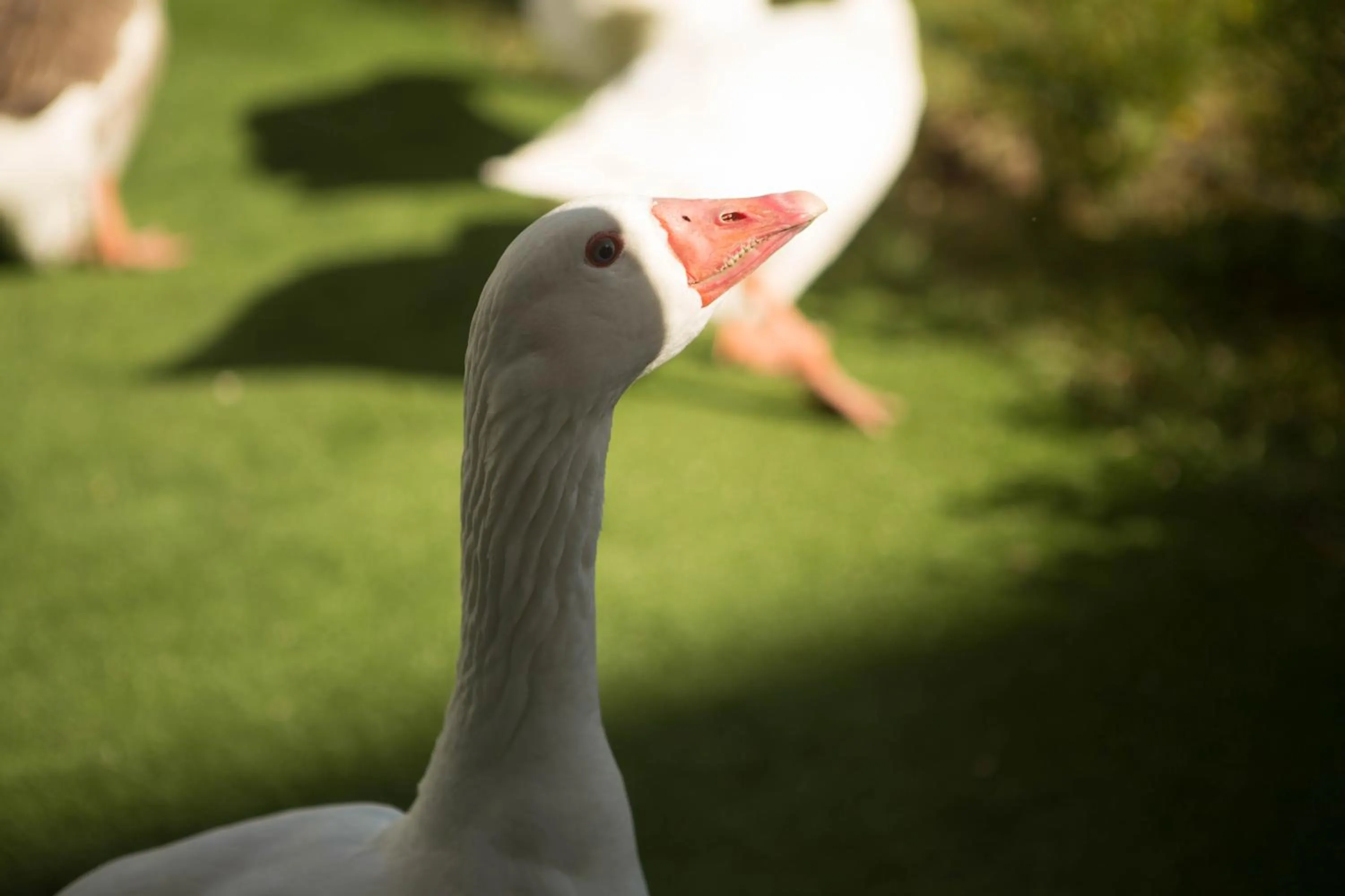 Patio in Epic Hotel San Luis