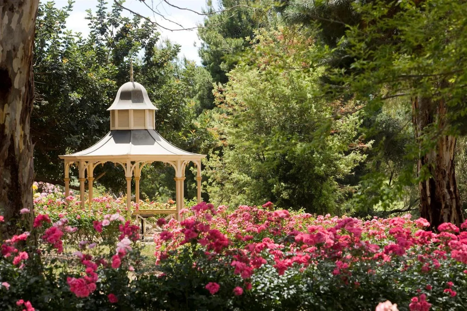 Spring in Lyndoch Hill