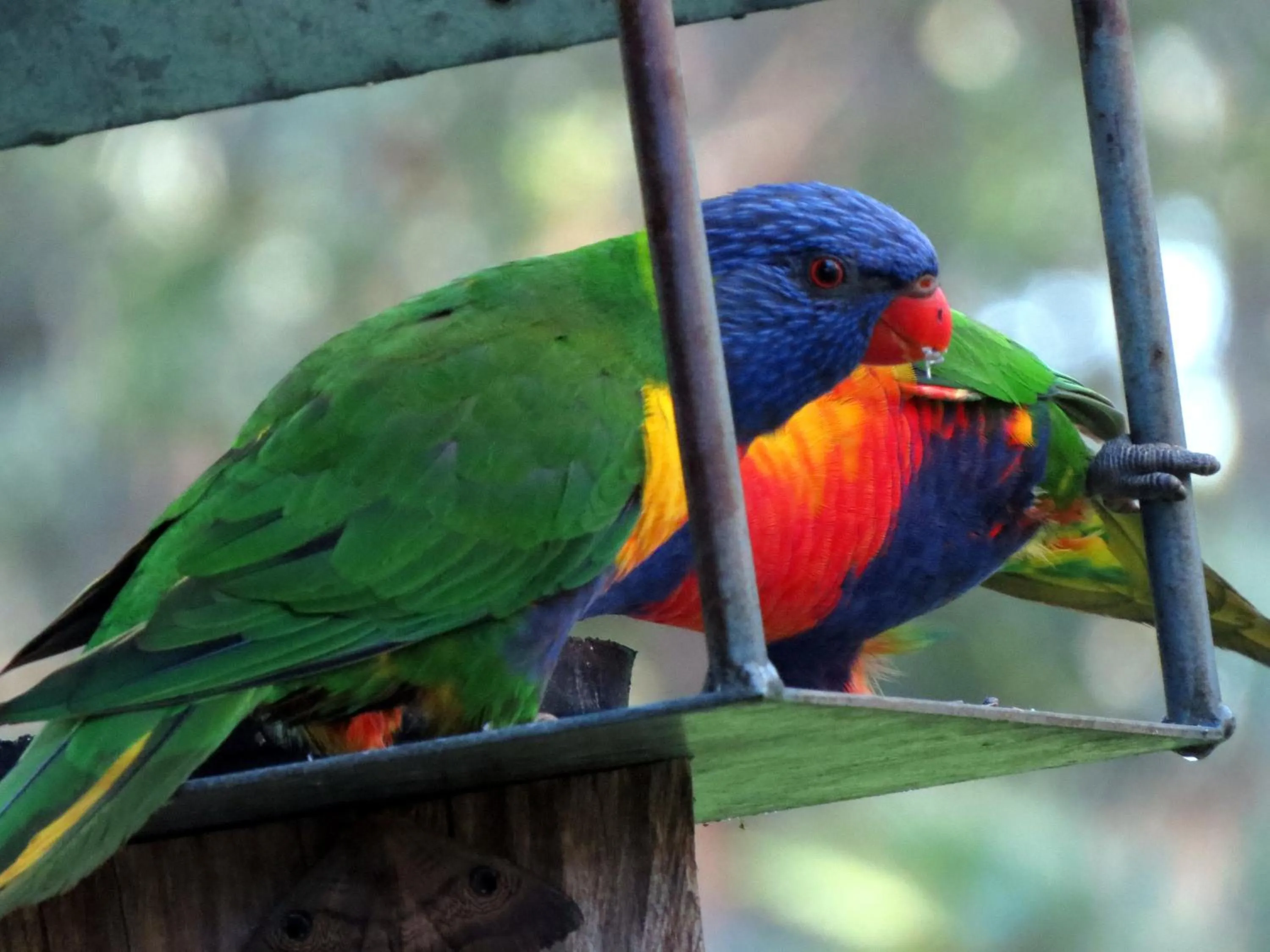 Off site in The Bower At Broulee