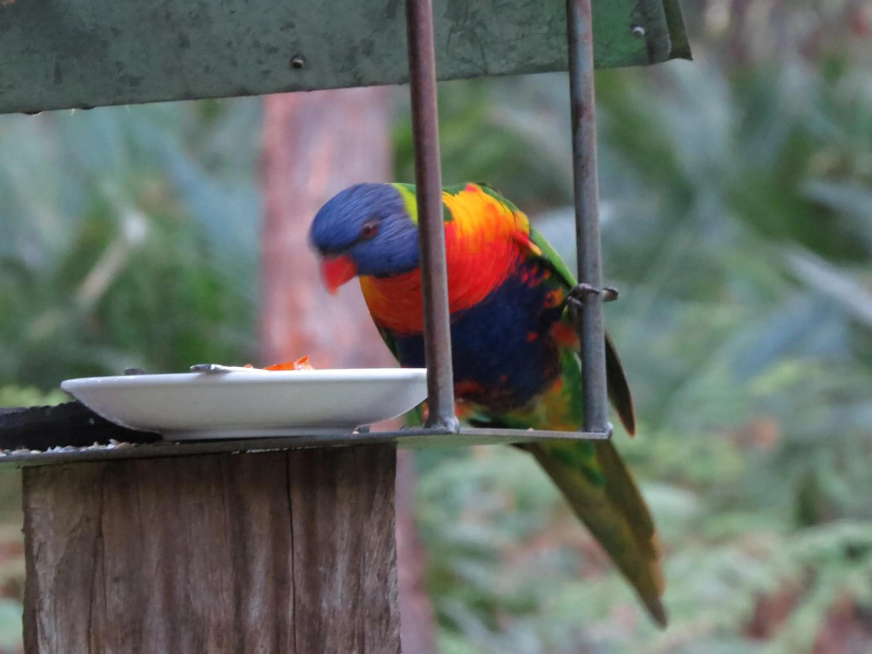 Other in The Bower At Broulee