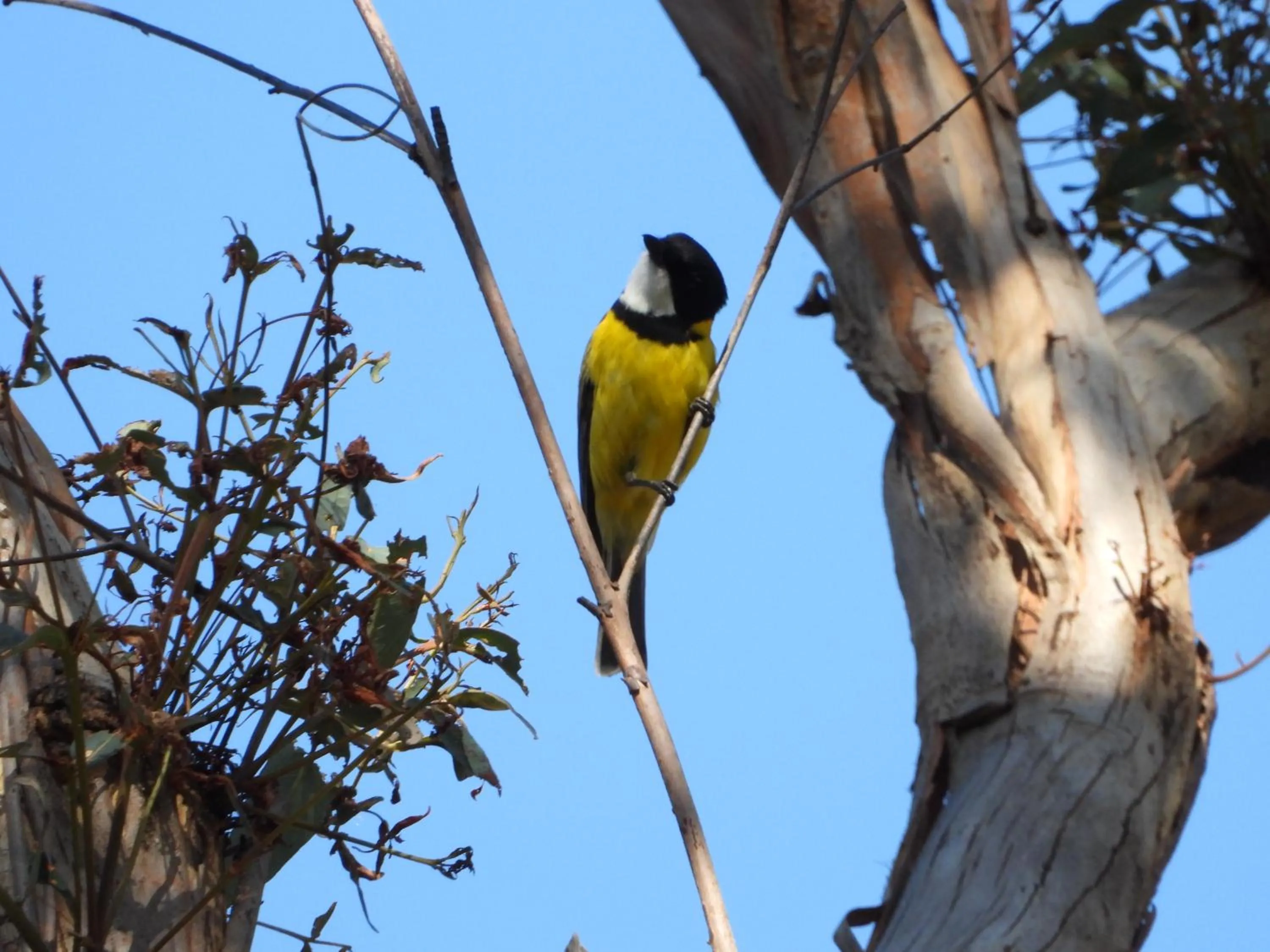 Animals in The Bower At Broulee