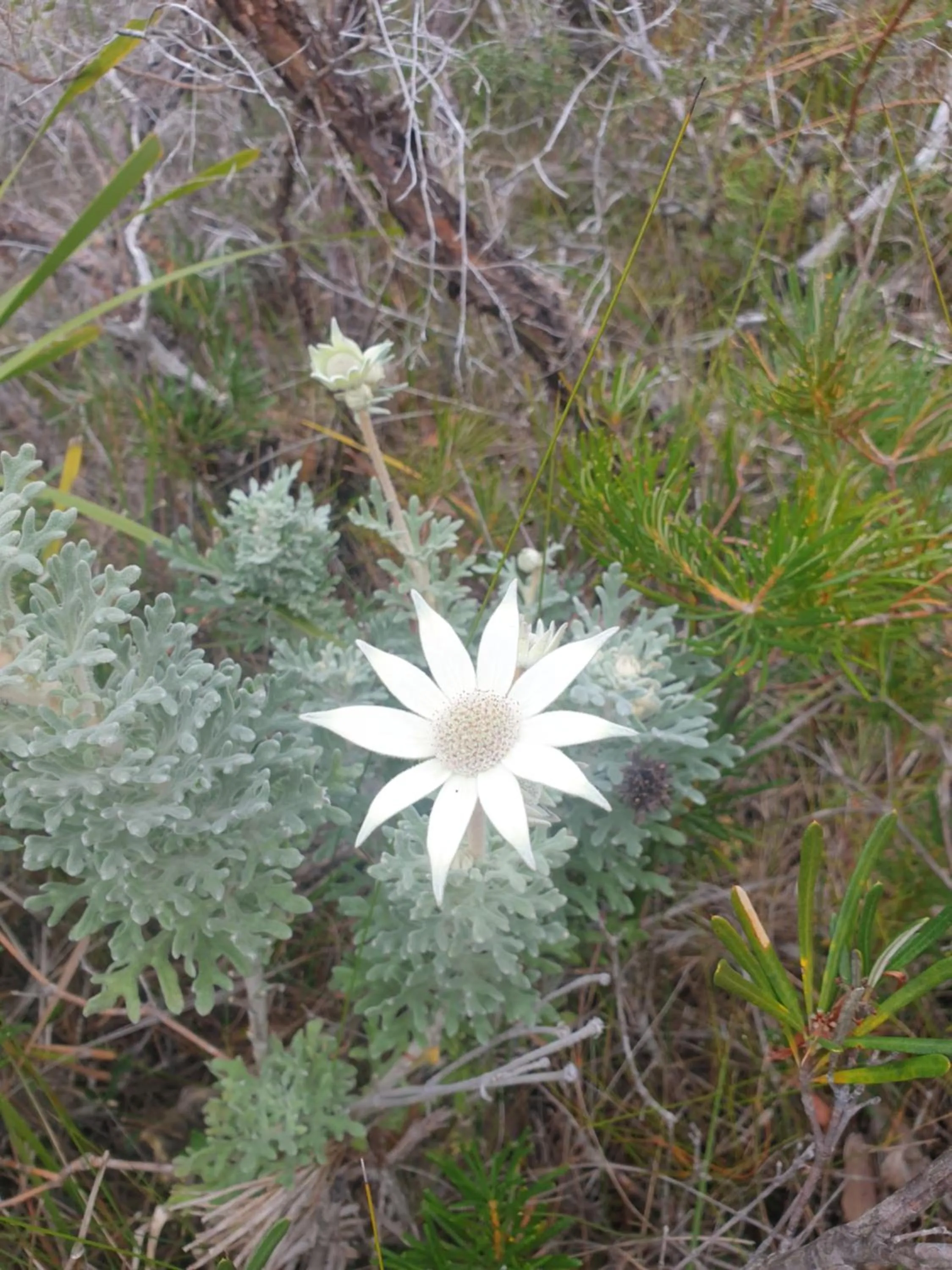 Activities in Sandpiper Motel Ulladulla