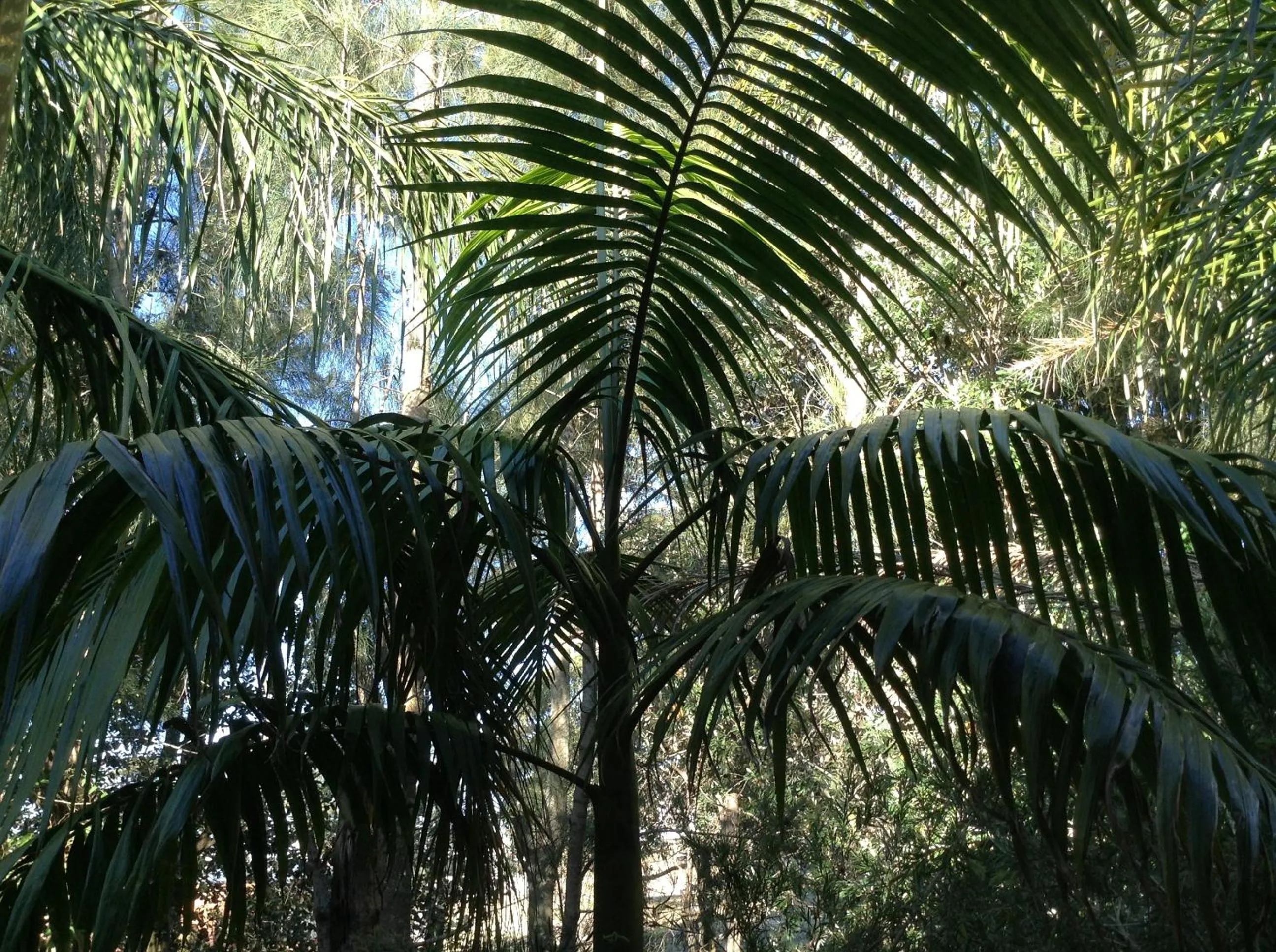 Balcony/Terrace in Mollymook Paradise Haven Motel