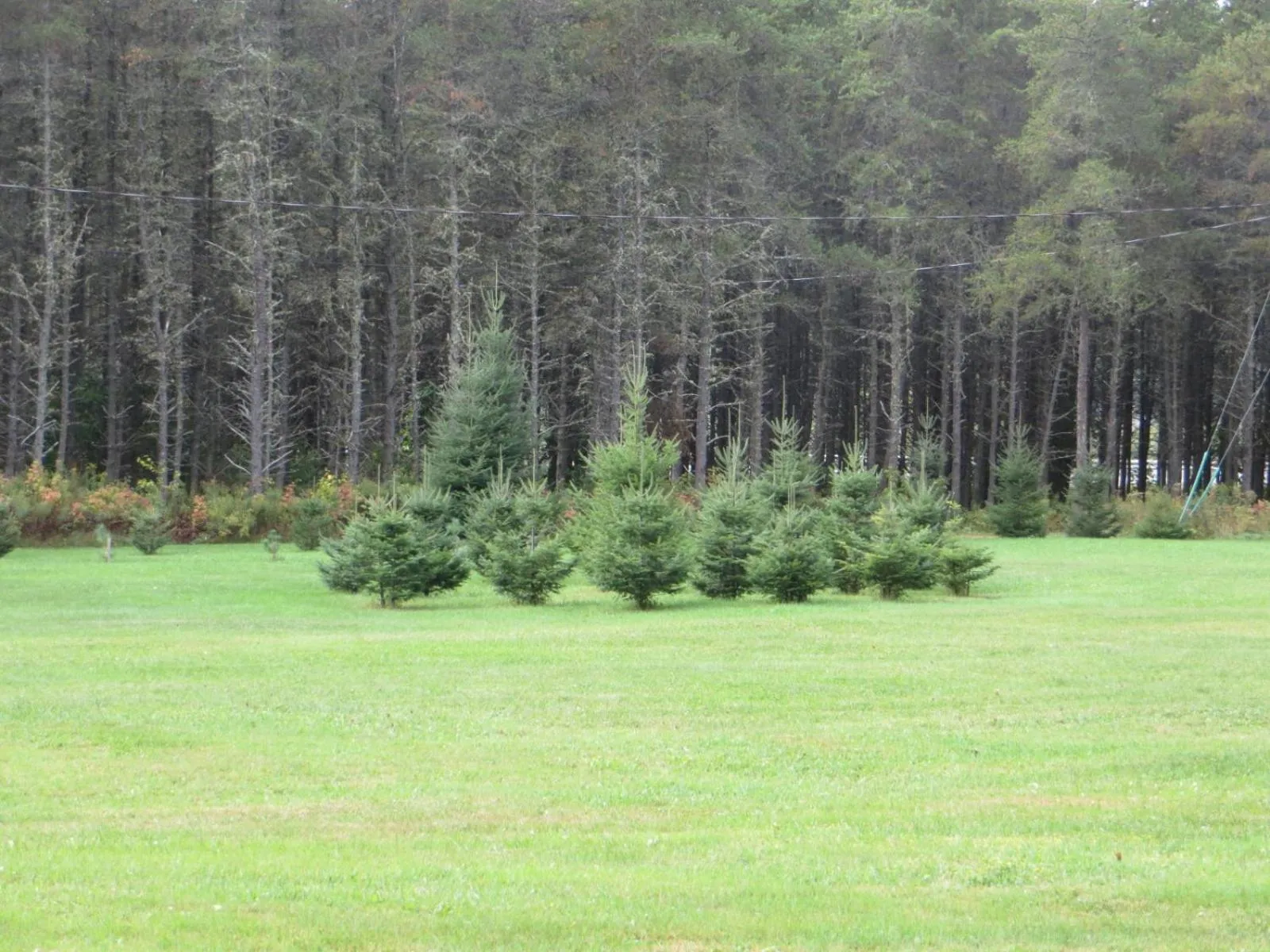 La maison sous les arbres
