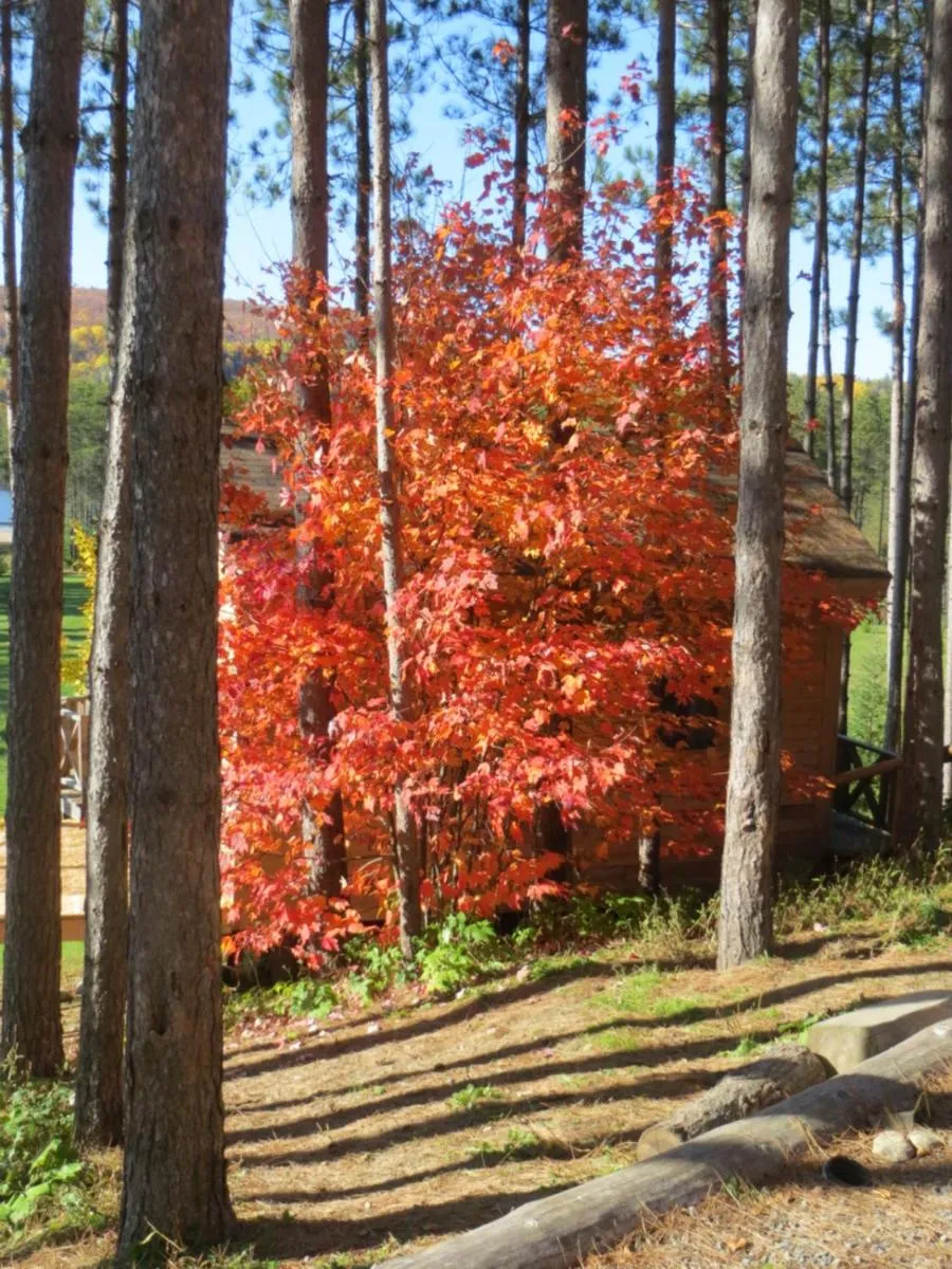 Natural landscape in La maison sous les arbres