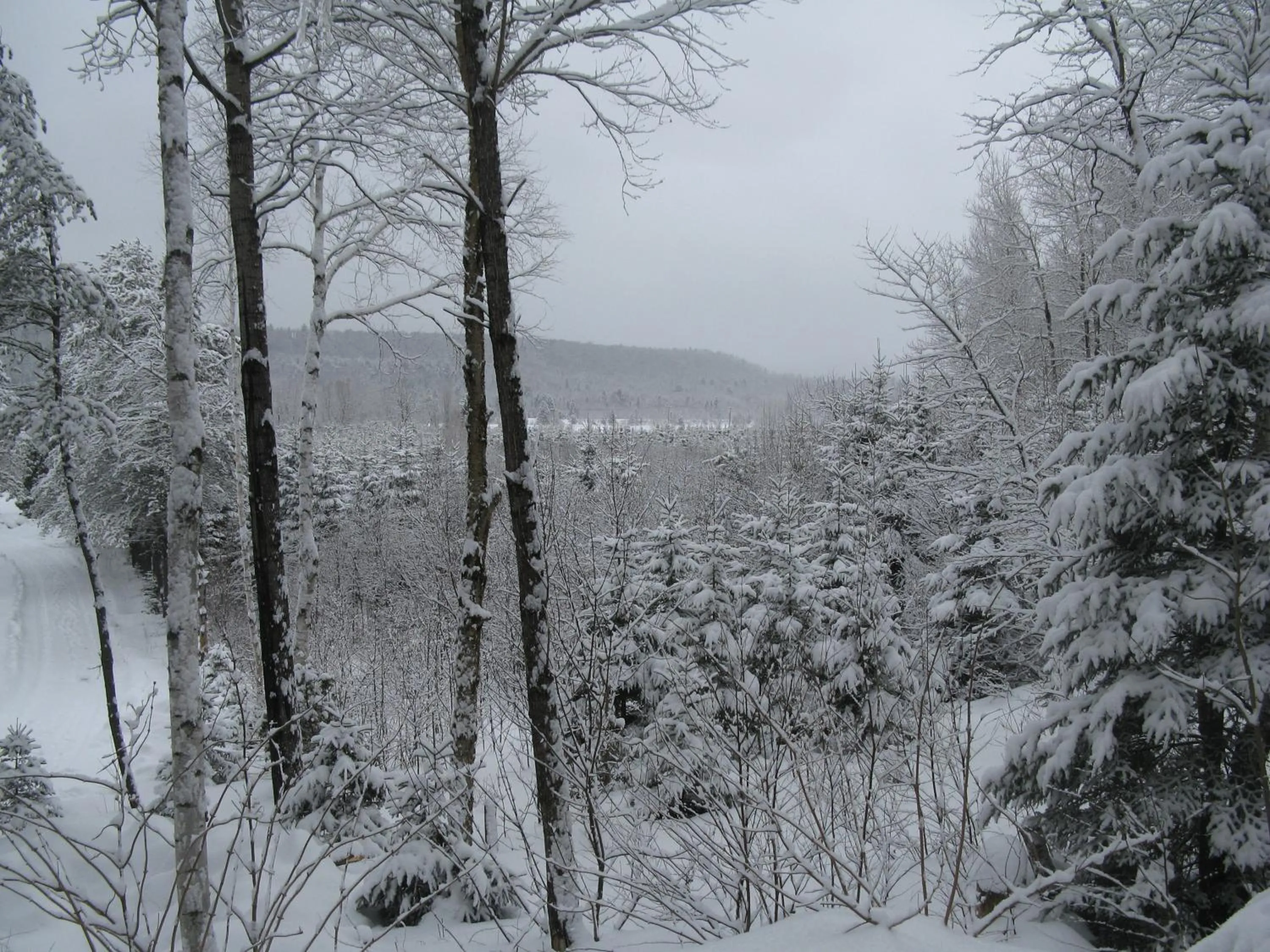 La maison sous les arbres
