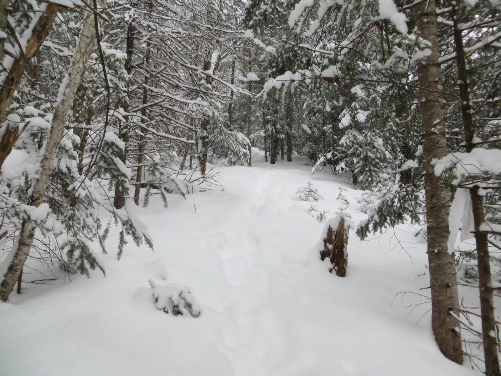 La maison sous les arbres
