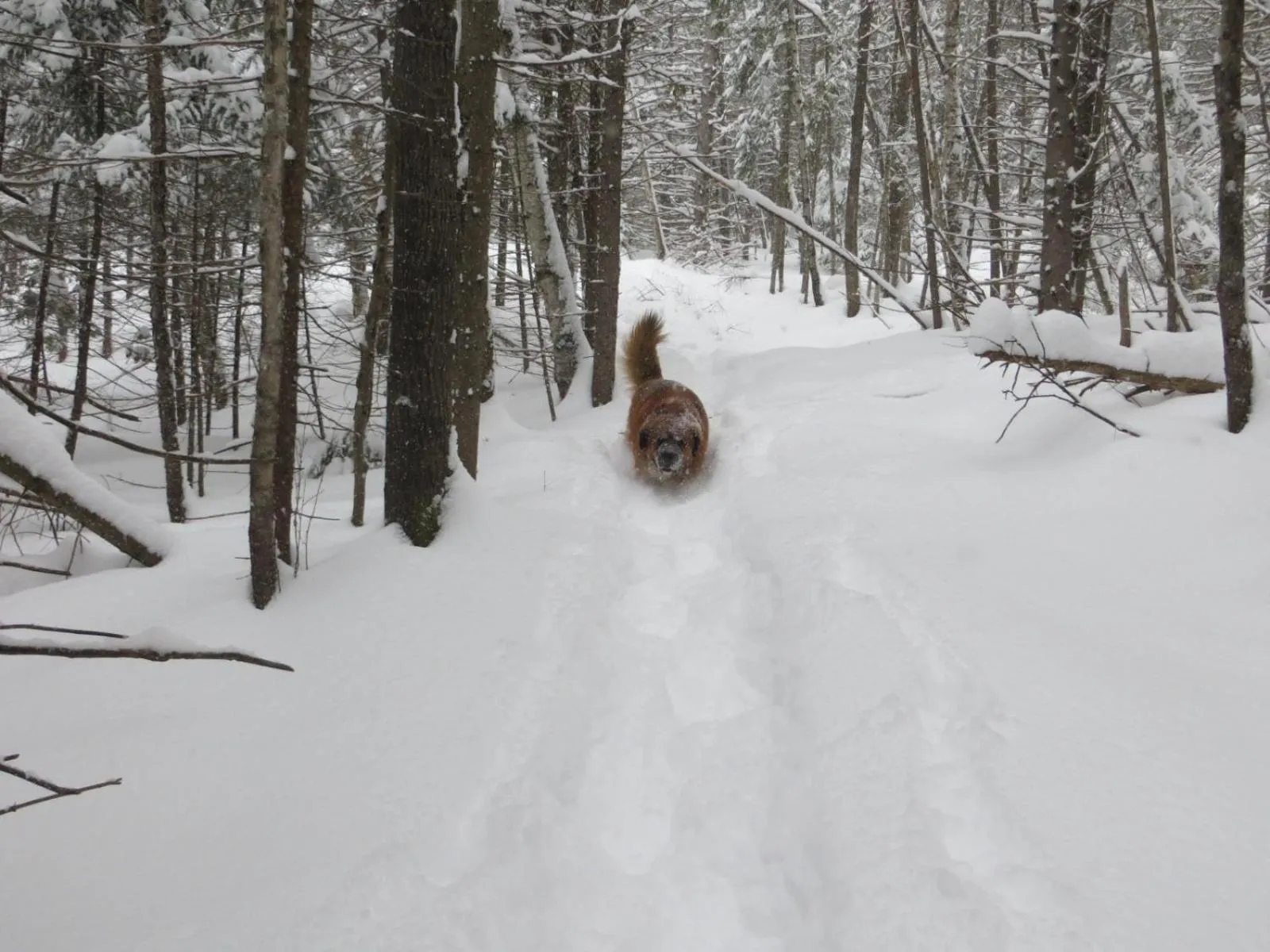 Winter in La maison sous les arbres