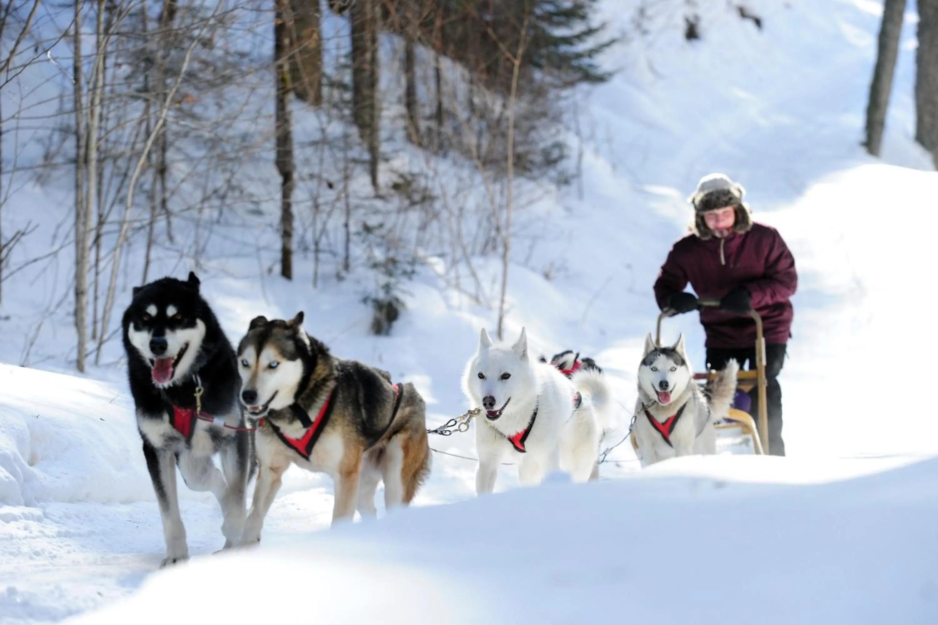 Winter in La maison sous les arbres
