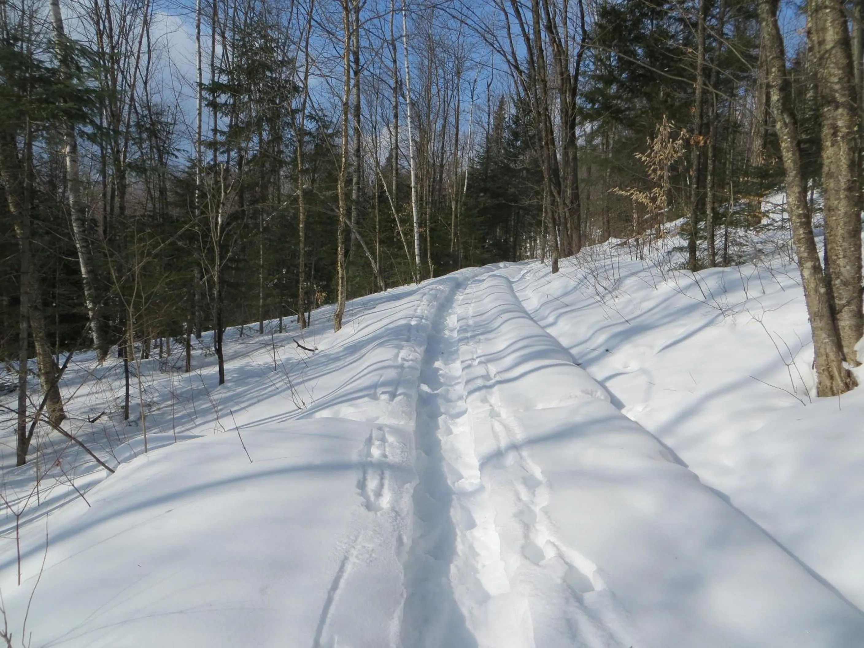 La maison sous les arbres