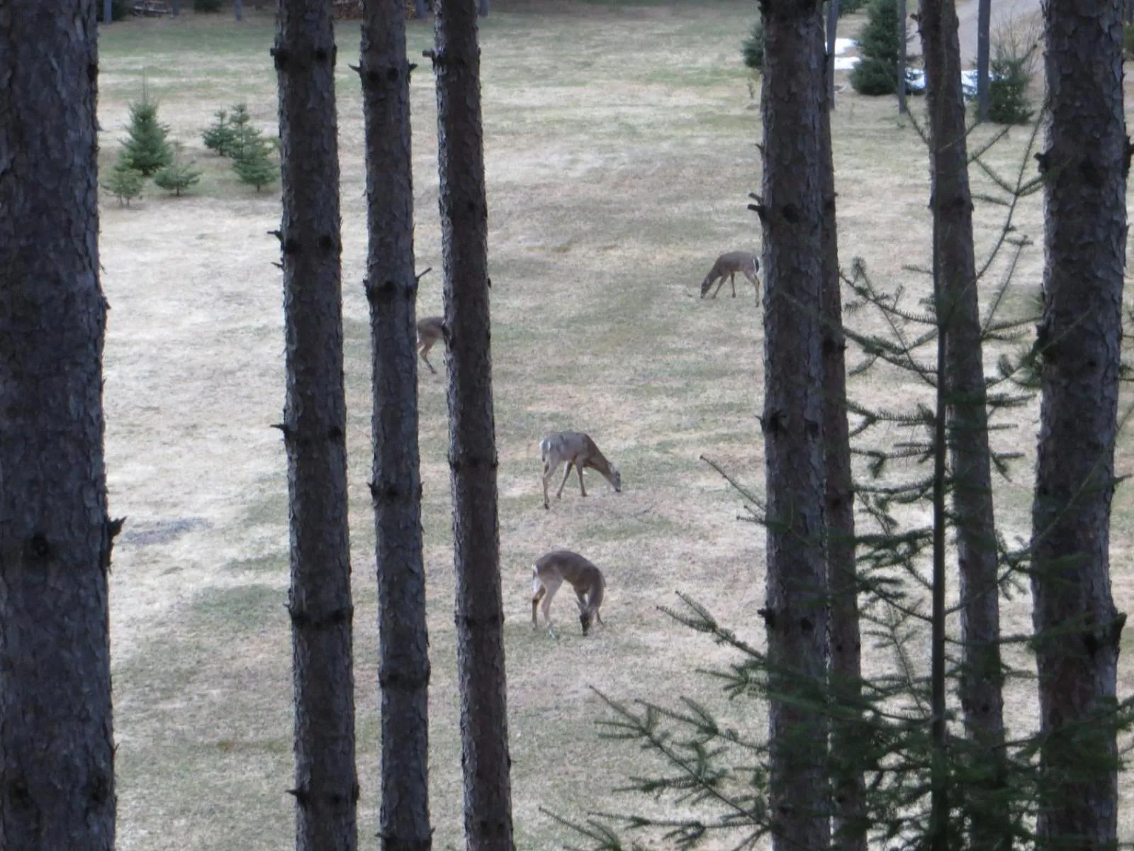 La maison sous les arbres