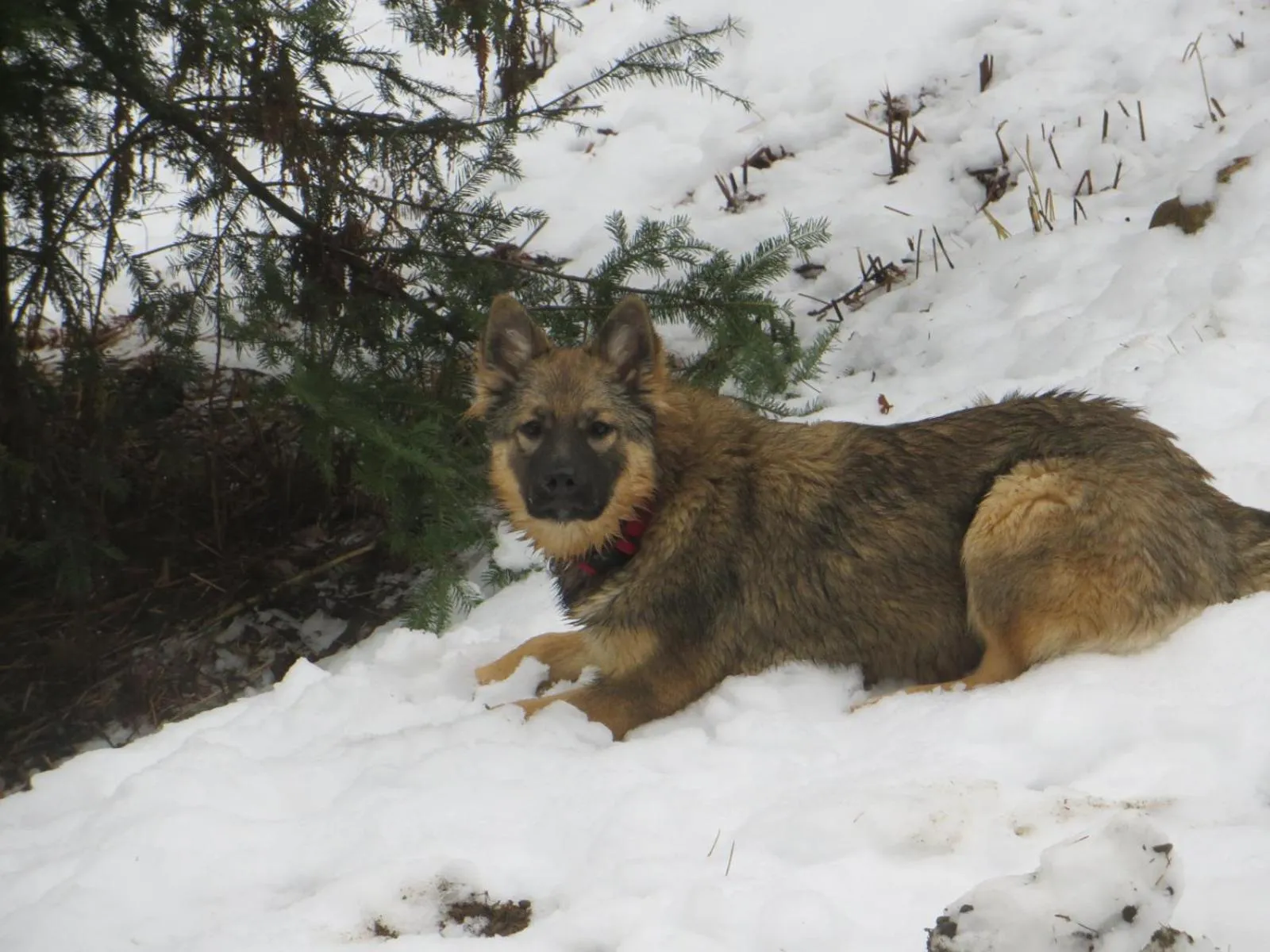 La maison sous les arbres