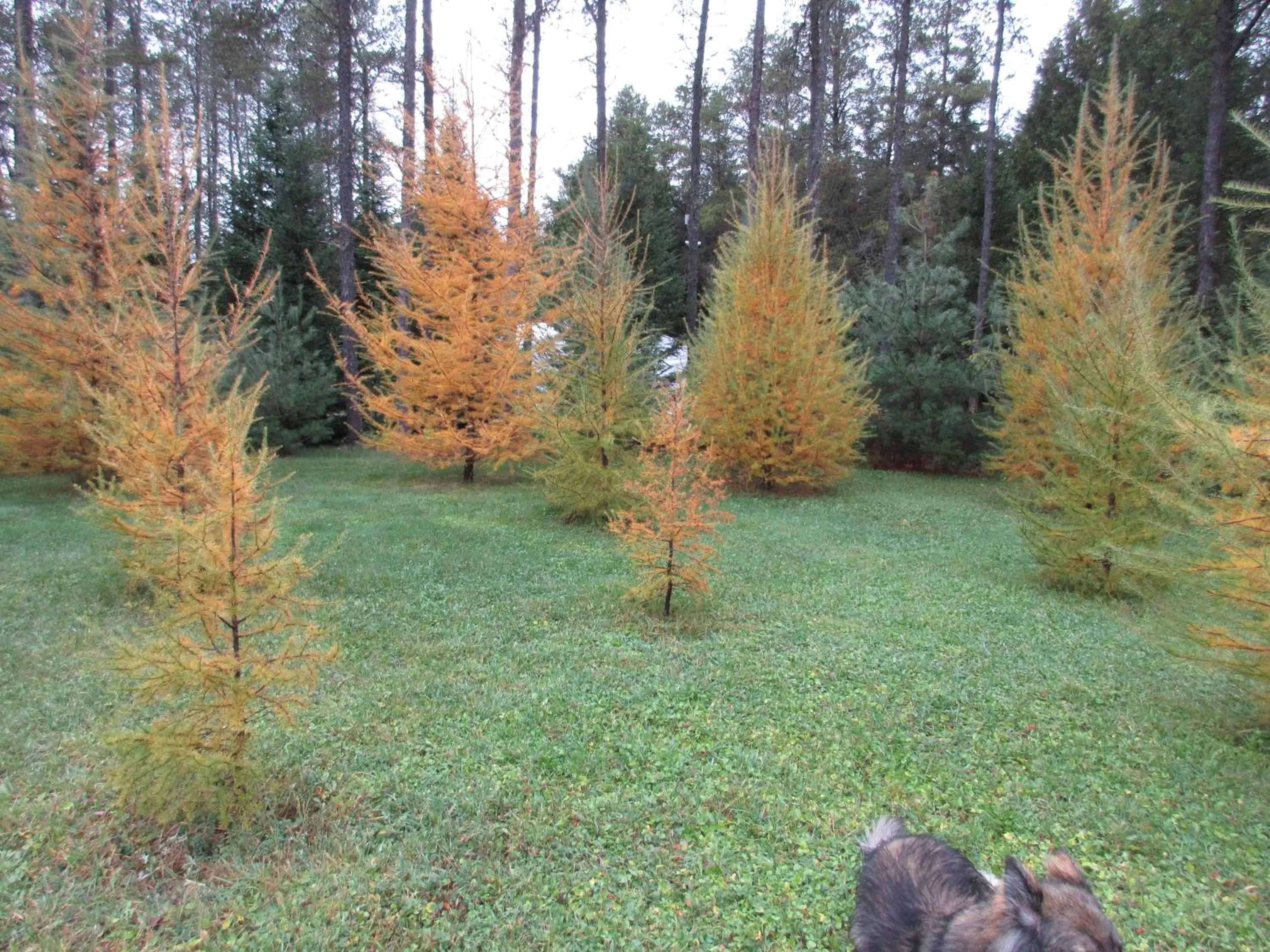 La maison sous les arbres