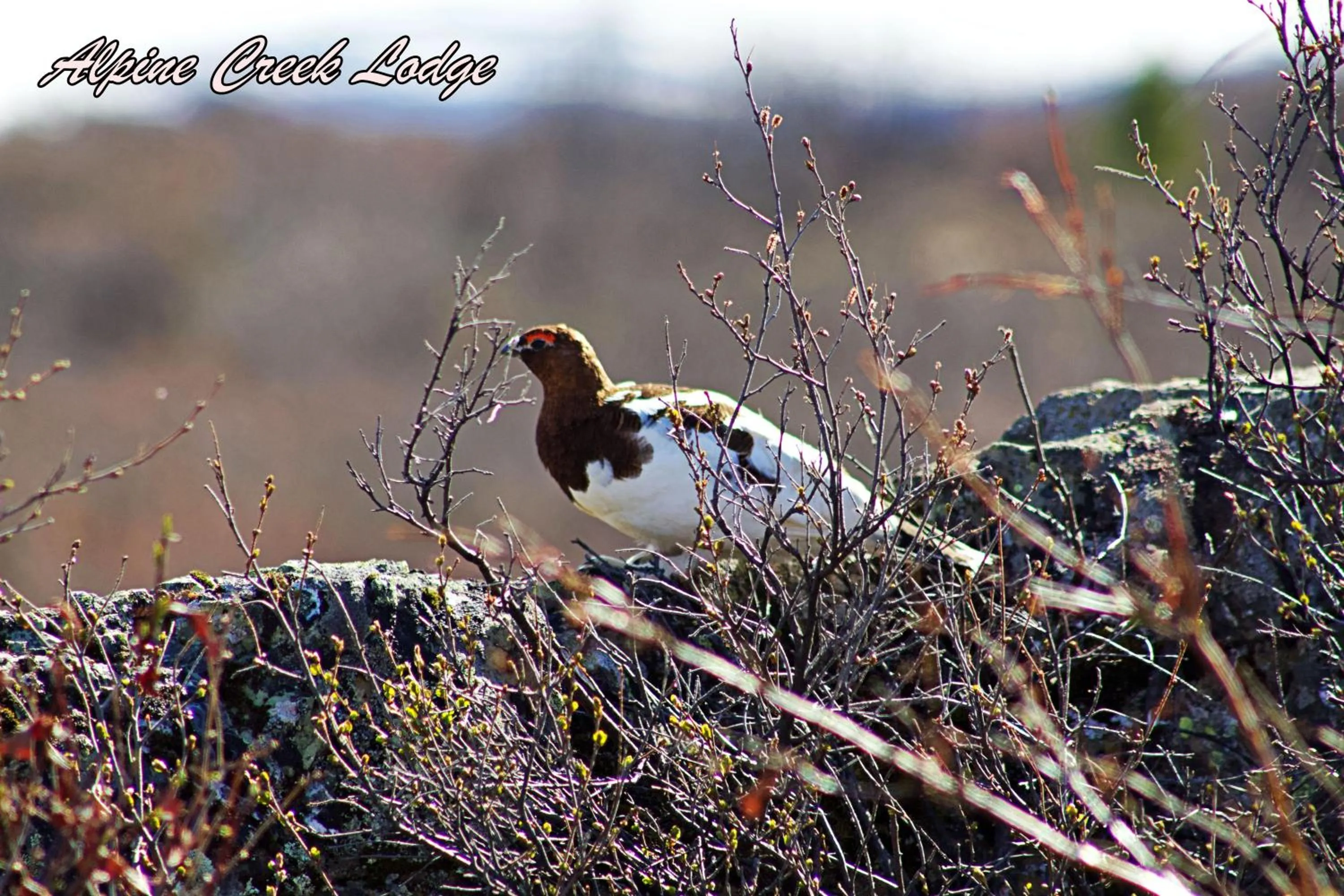 Animals in Alpine Creek Lodge
