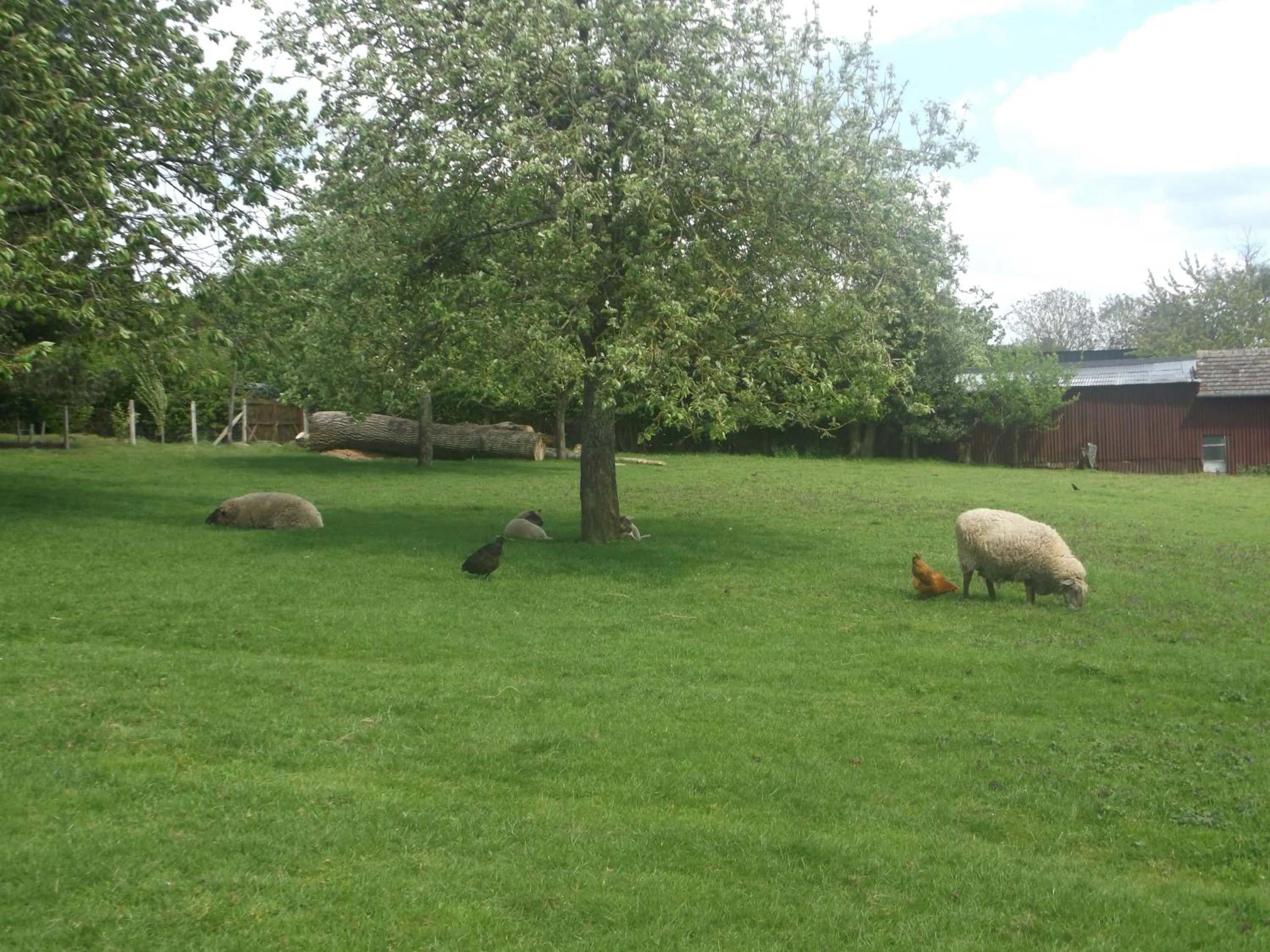 Animals in Logis Hôtel Restaurant Auberge Saint Martin
