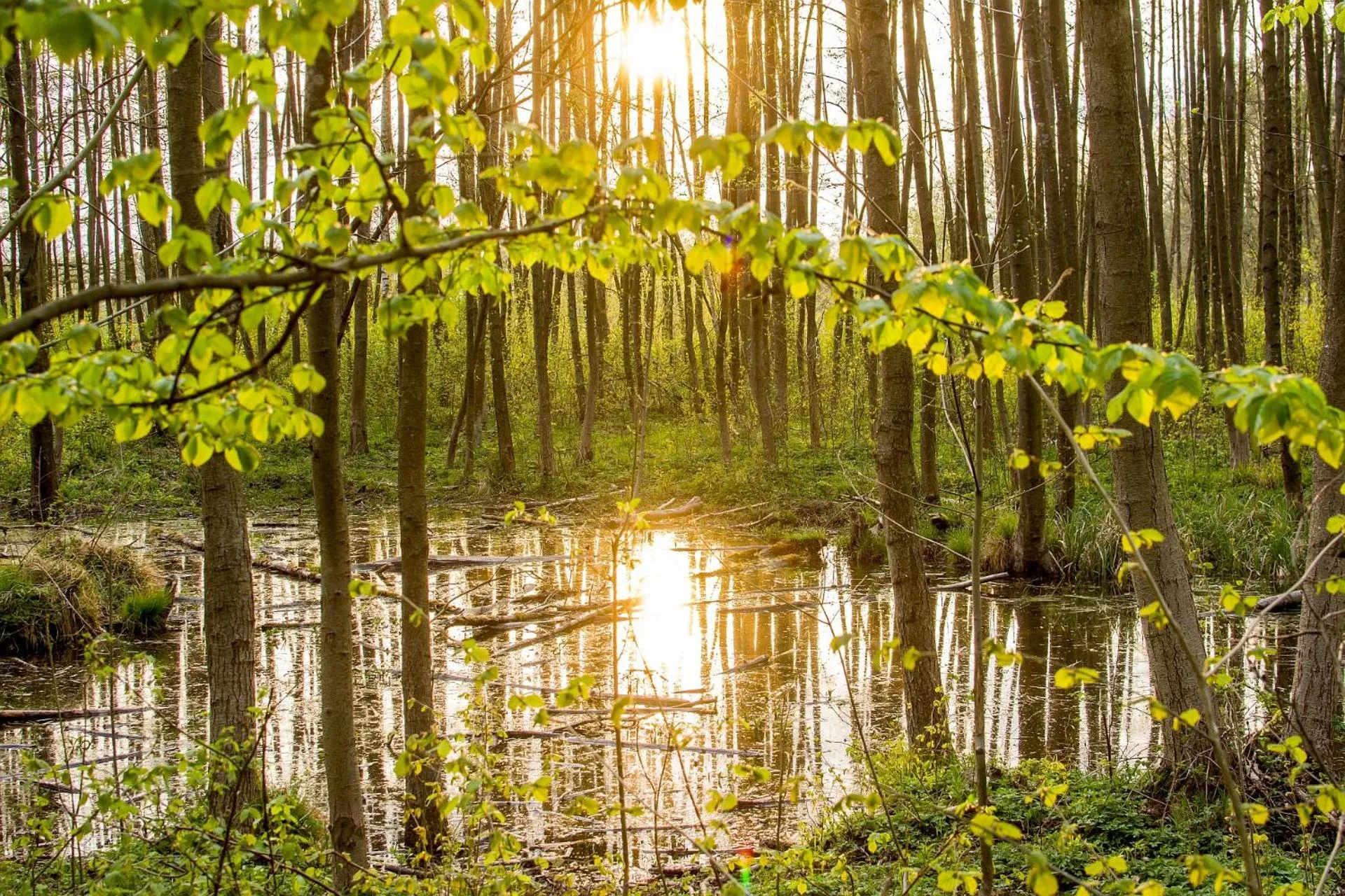 Natural landscape in Hotel Barczyzna Medical Spa