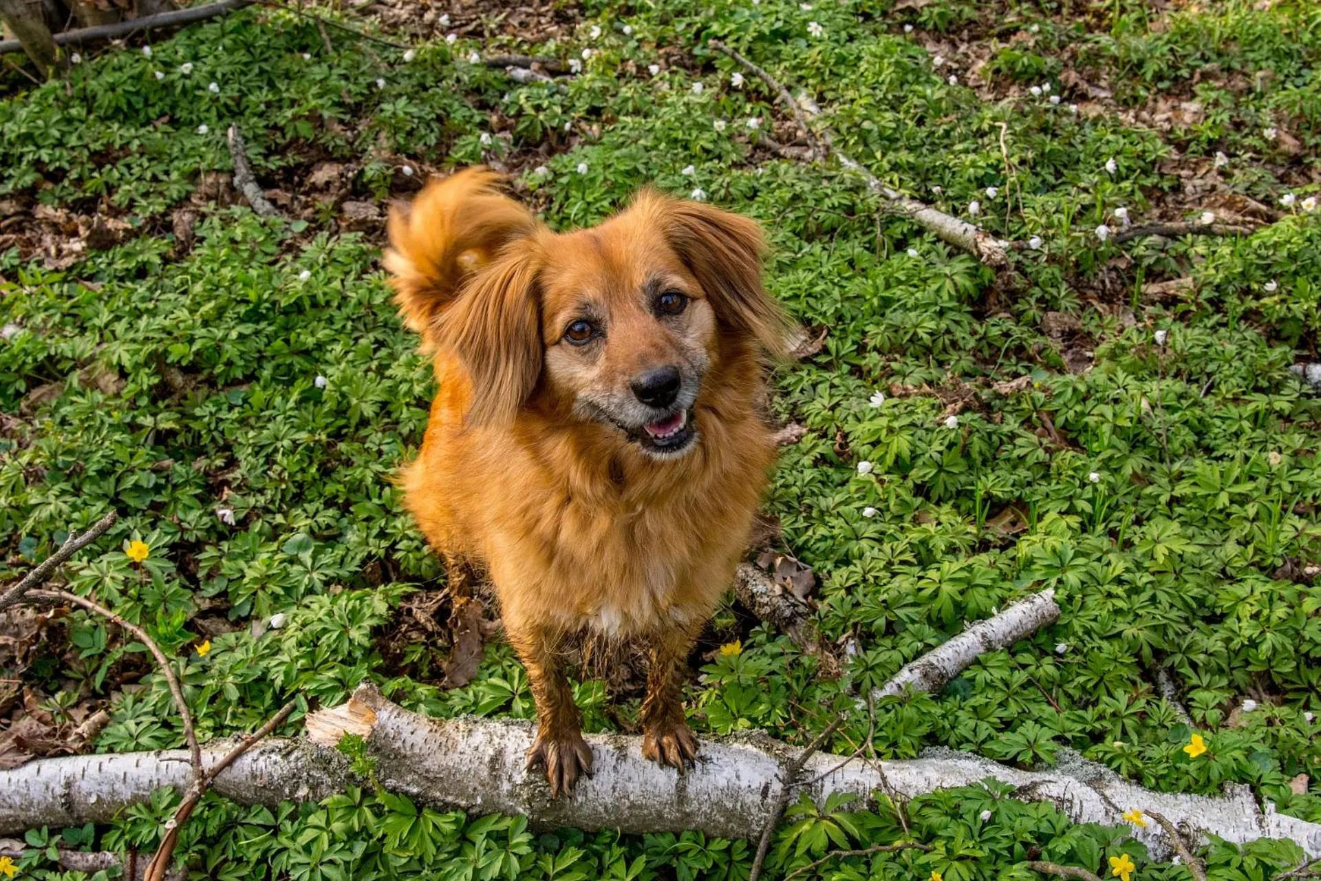 Pets in Hotel Barczyzna Medical Spa