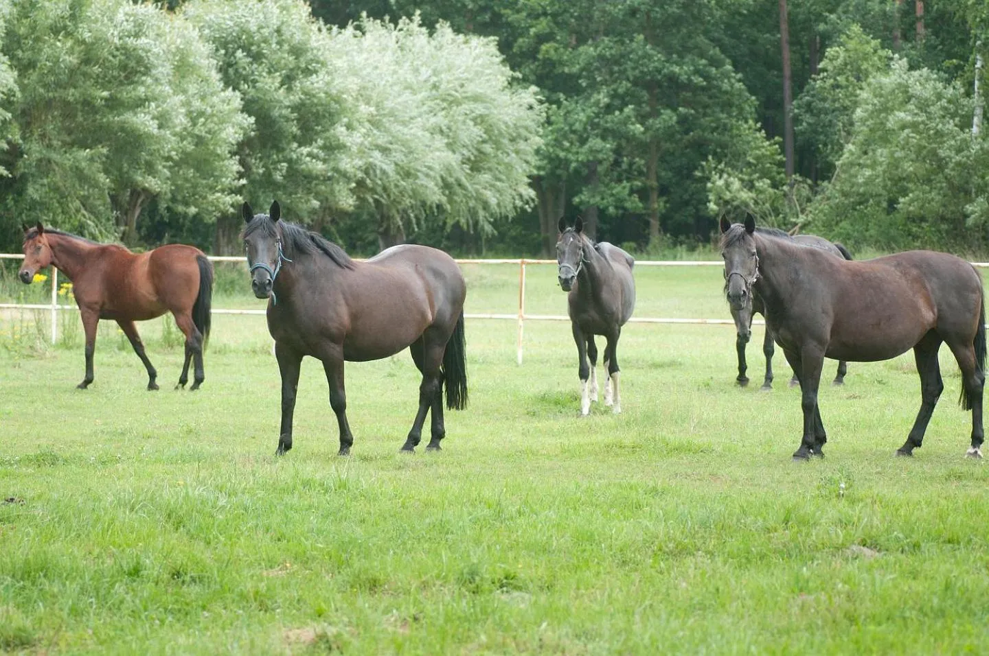 Animals in Hotel Barczyzna Medical Spa