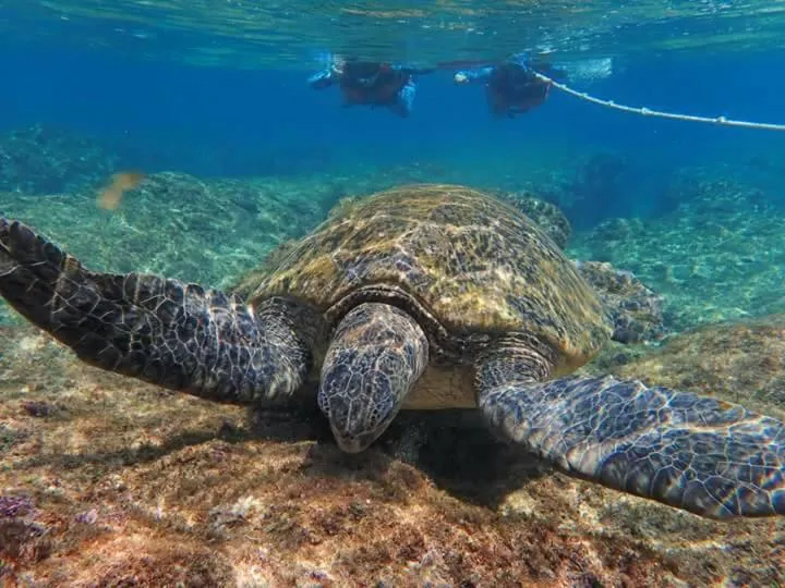 Diving in Xiaoliuqiu Happy House B&B