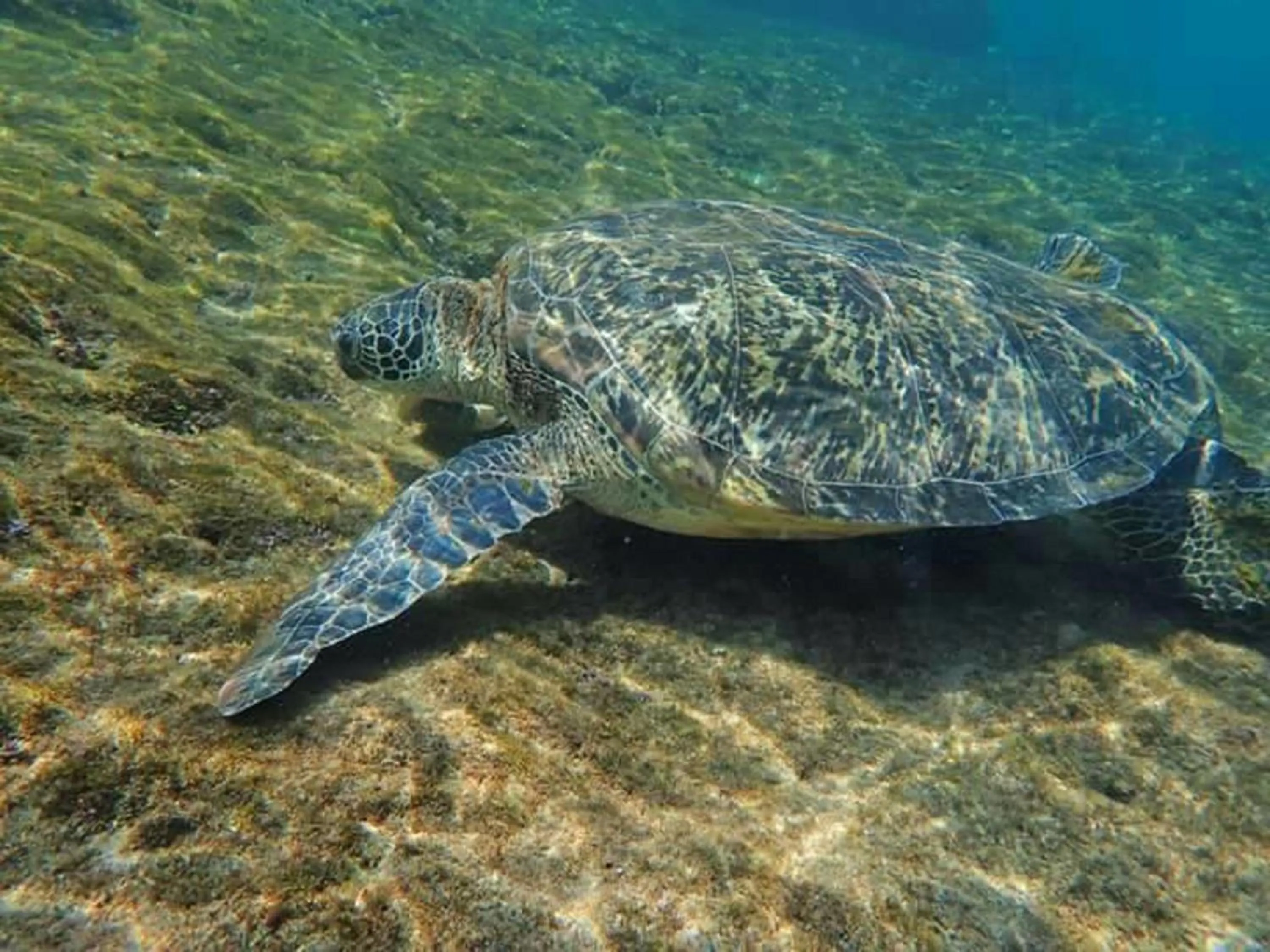 Animals in Xiaoliuqiu Happy House B&B