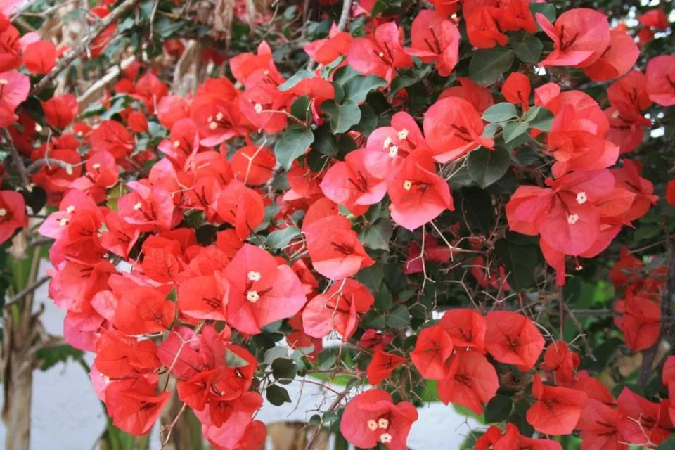 Garden in Sea Breeze Hotel