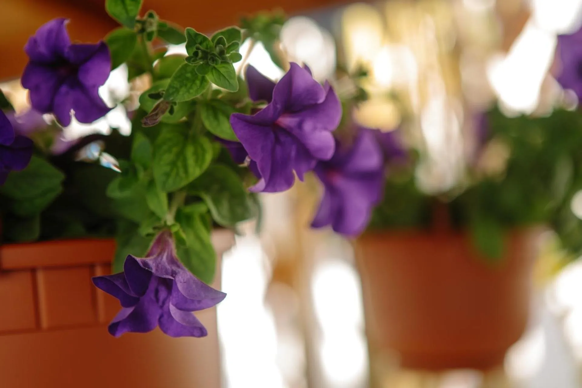 Garden in Sea Breeze Hotel