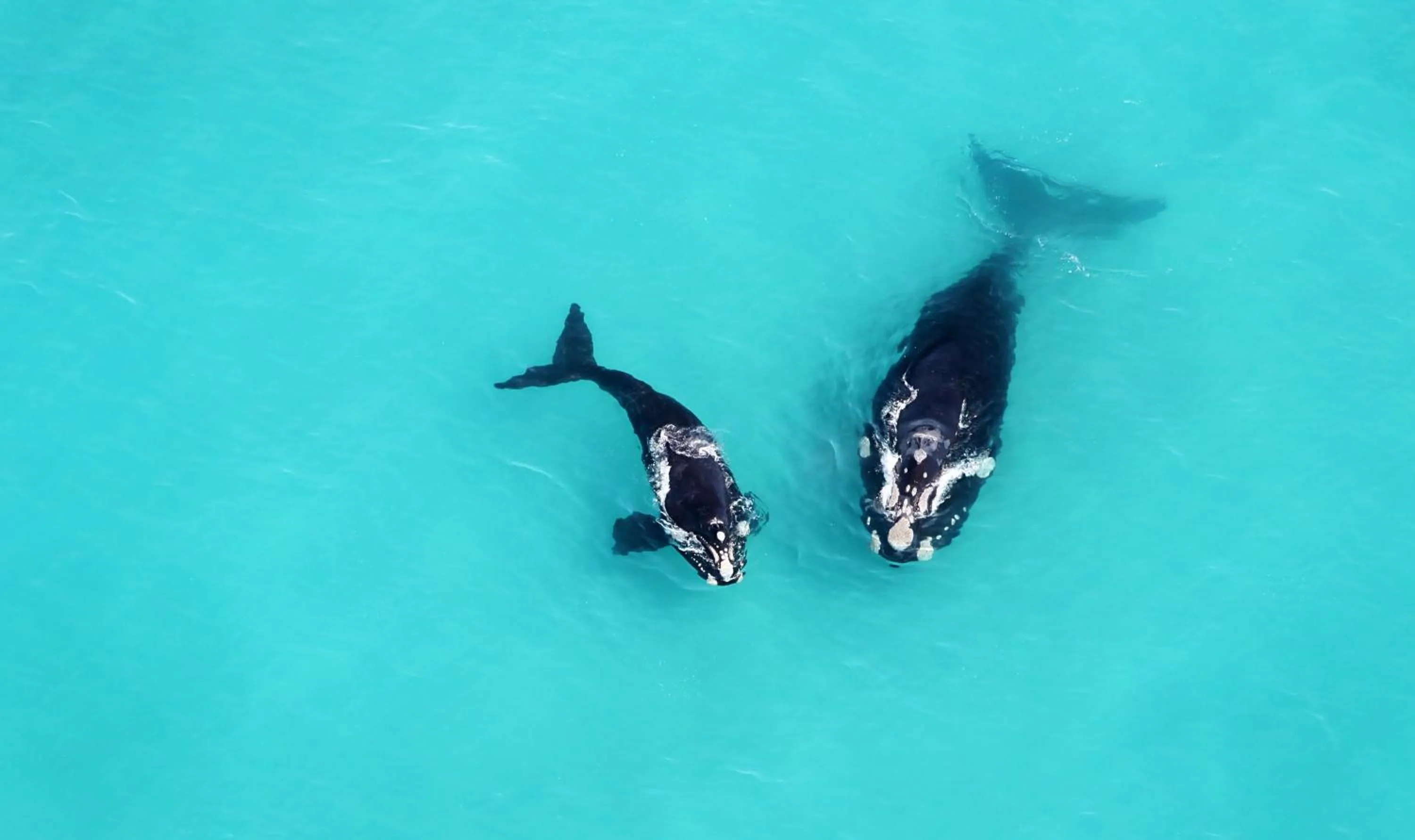 Activities in Grootbos Private Nature Reserve