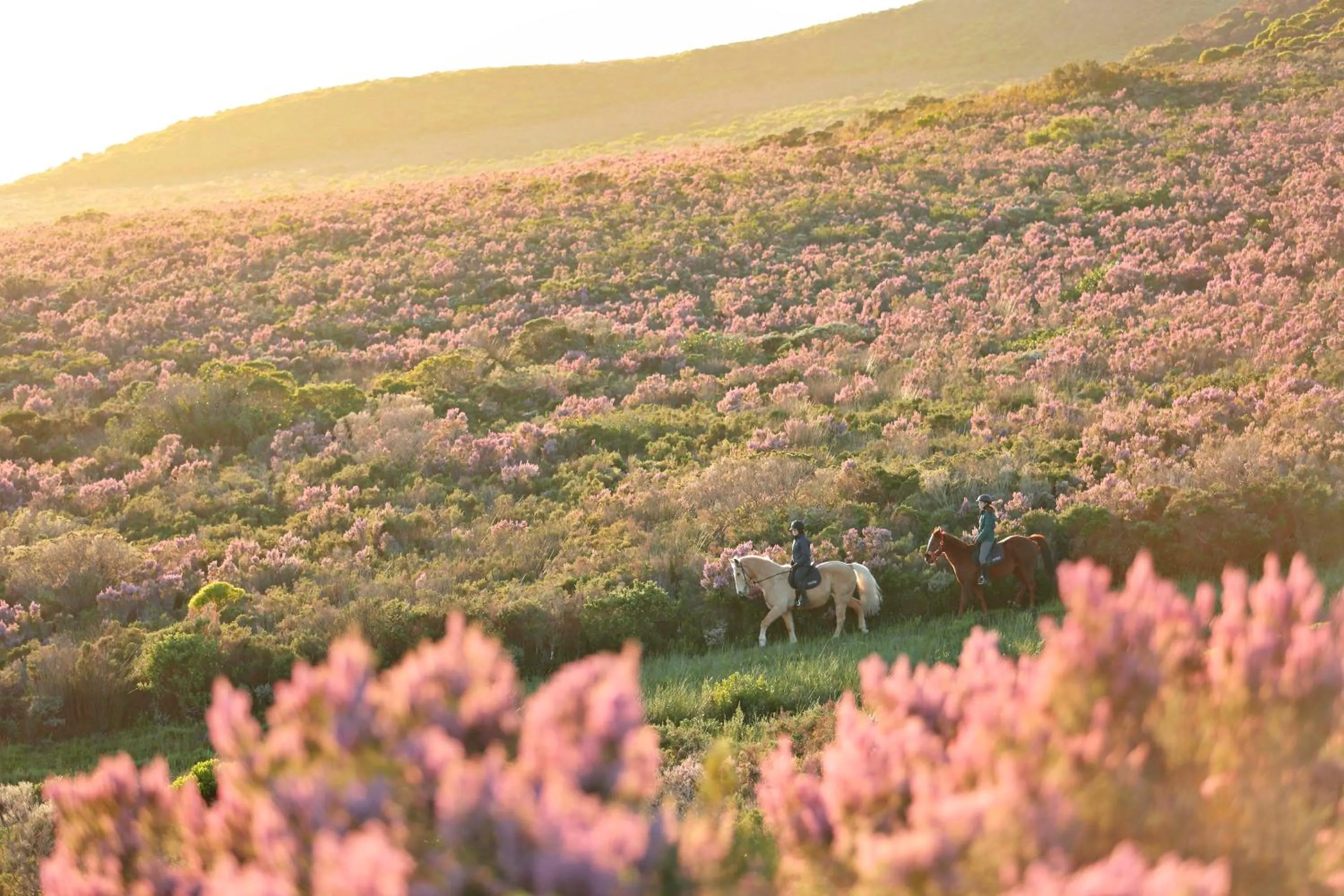 Day in Grootbos Private Nature Reserve