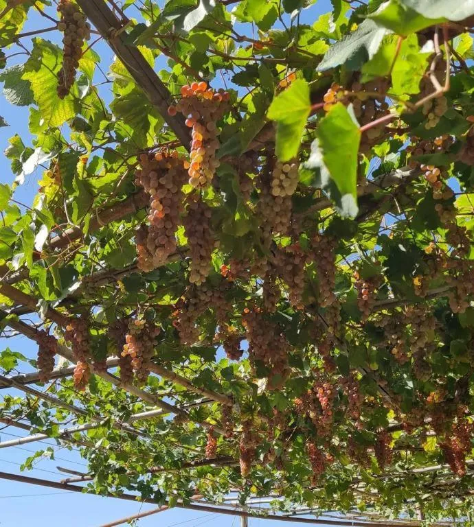 Spring in Safari House Tbilisi Wine & Family Hotel