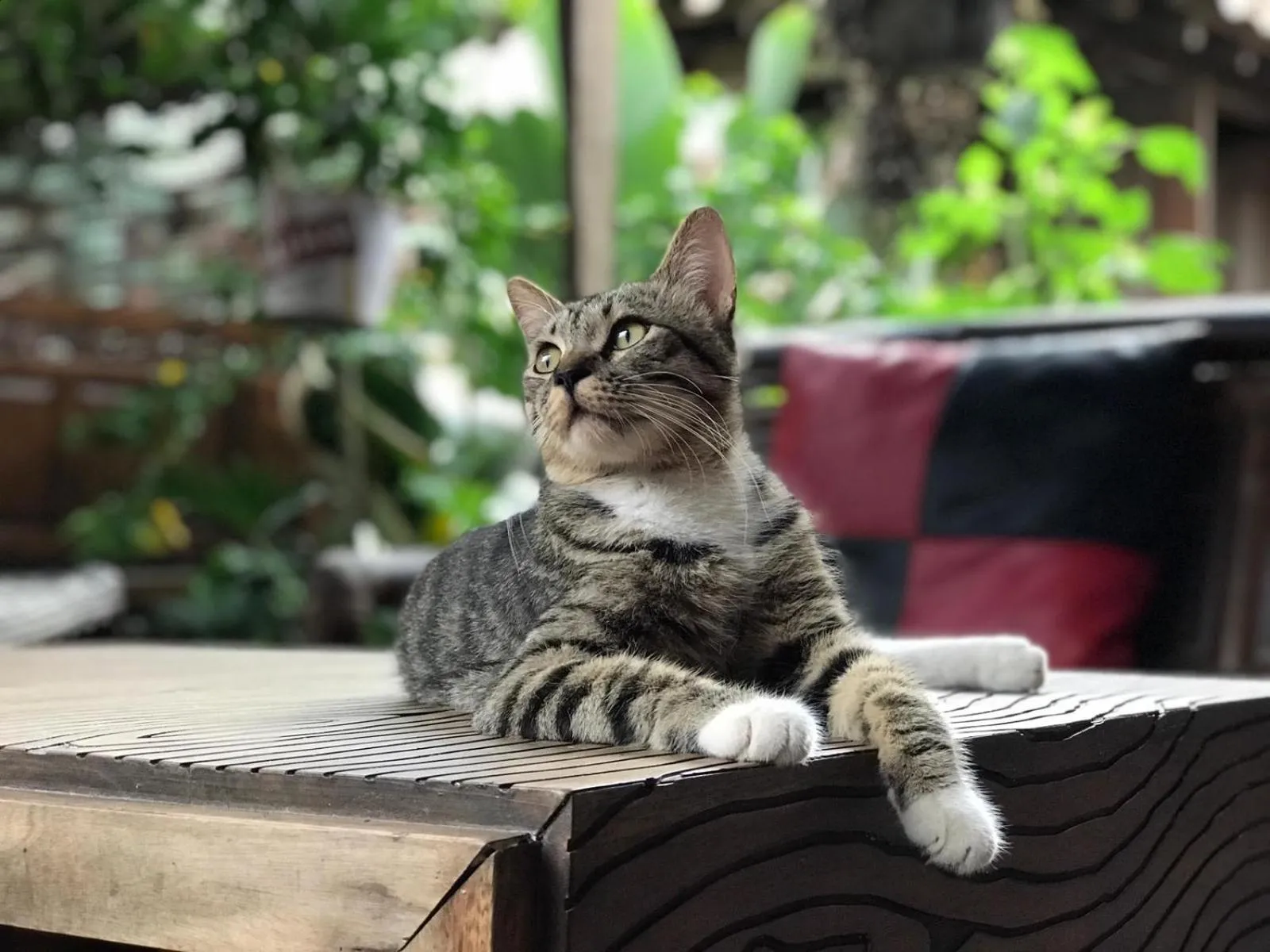 Pets in Arjuna Garden Homestay