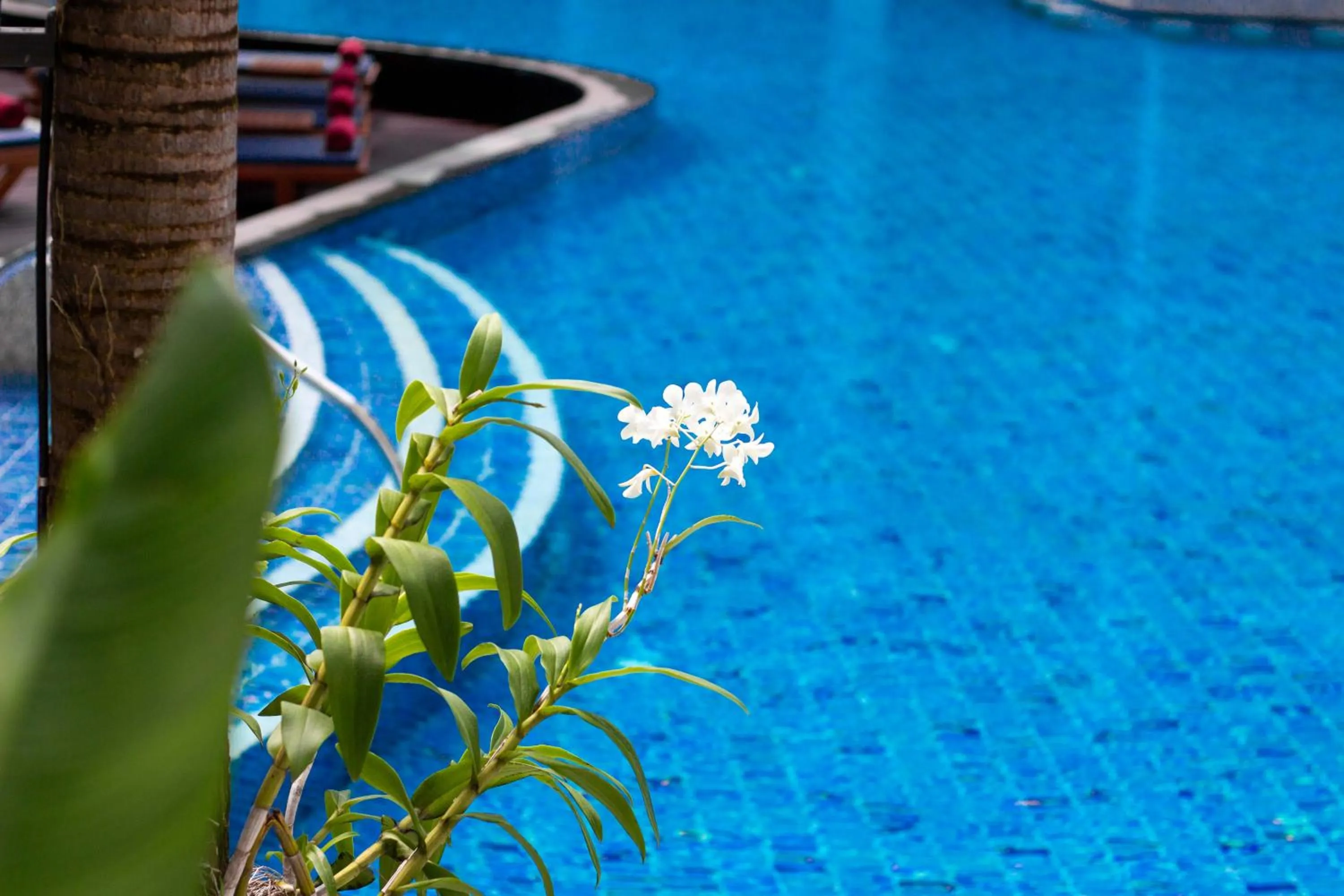 Pool view in Deevana Plaza Phuket - SHA Extra Plus