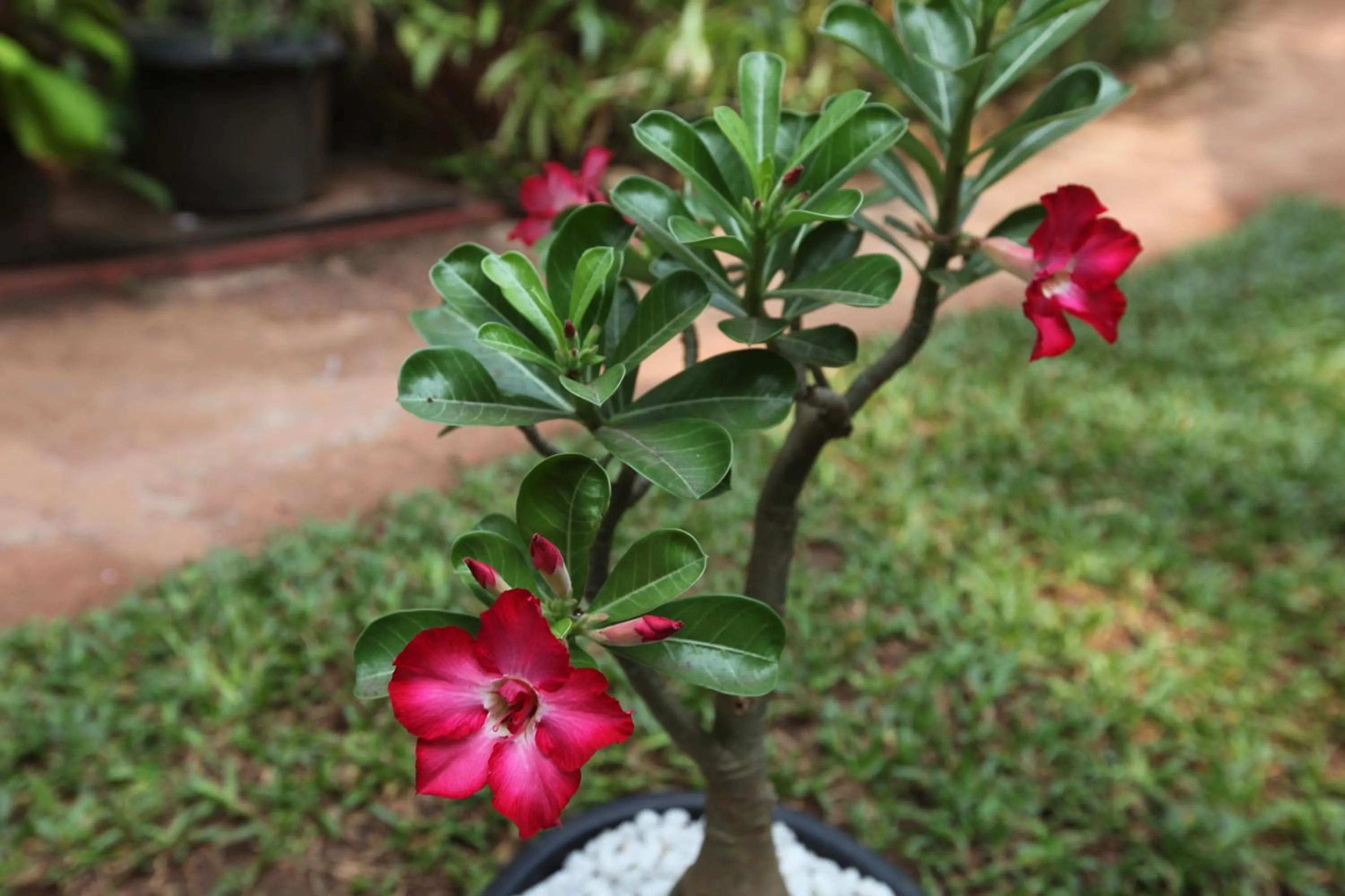 Garden in Presa di Goa - Managed by Smith and Appy