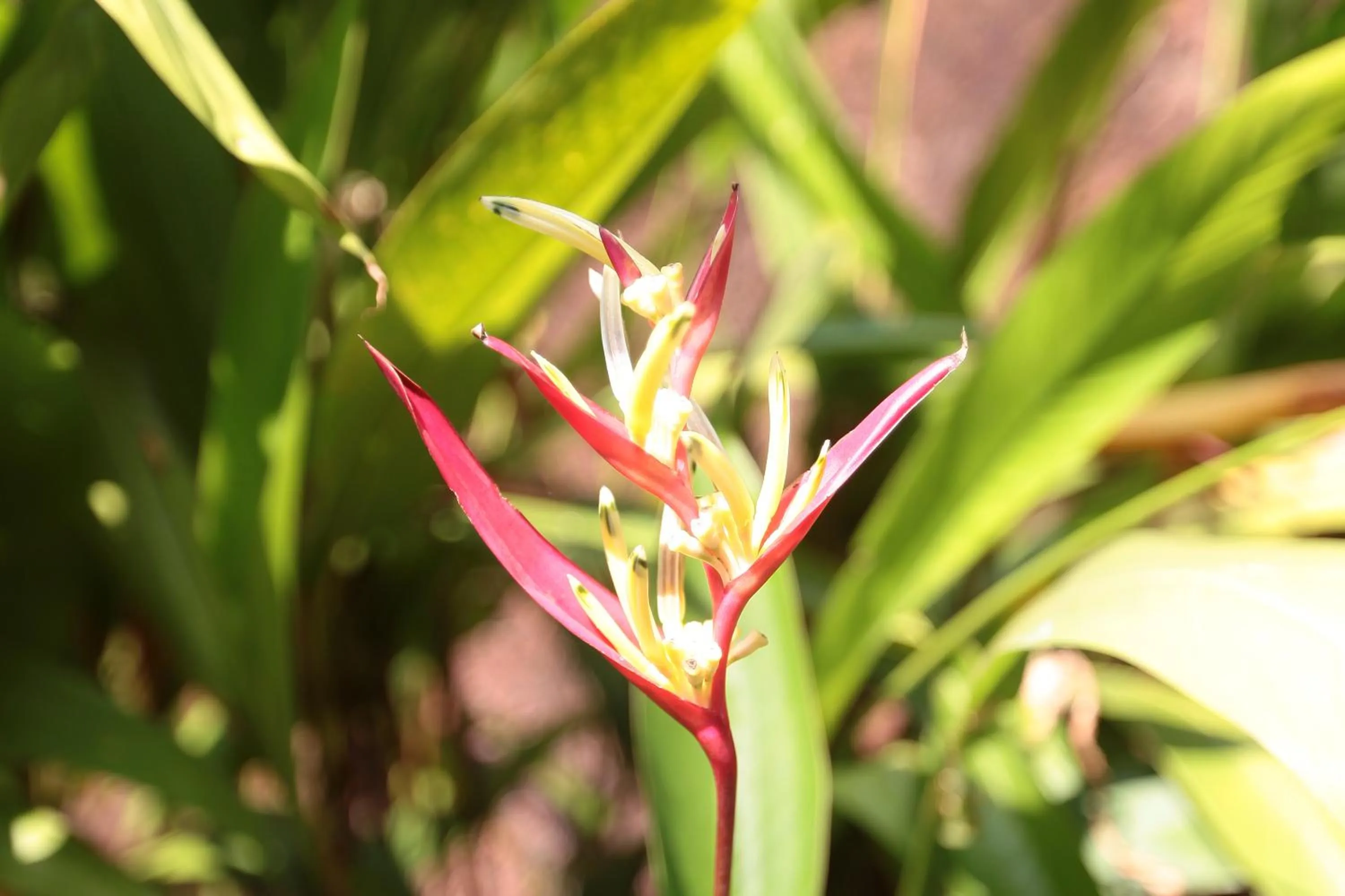 Garden in Presa di Goa - Managed by Smith and Appy