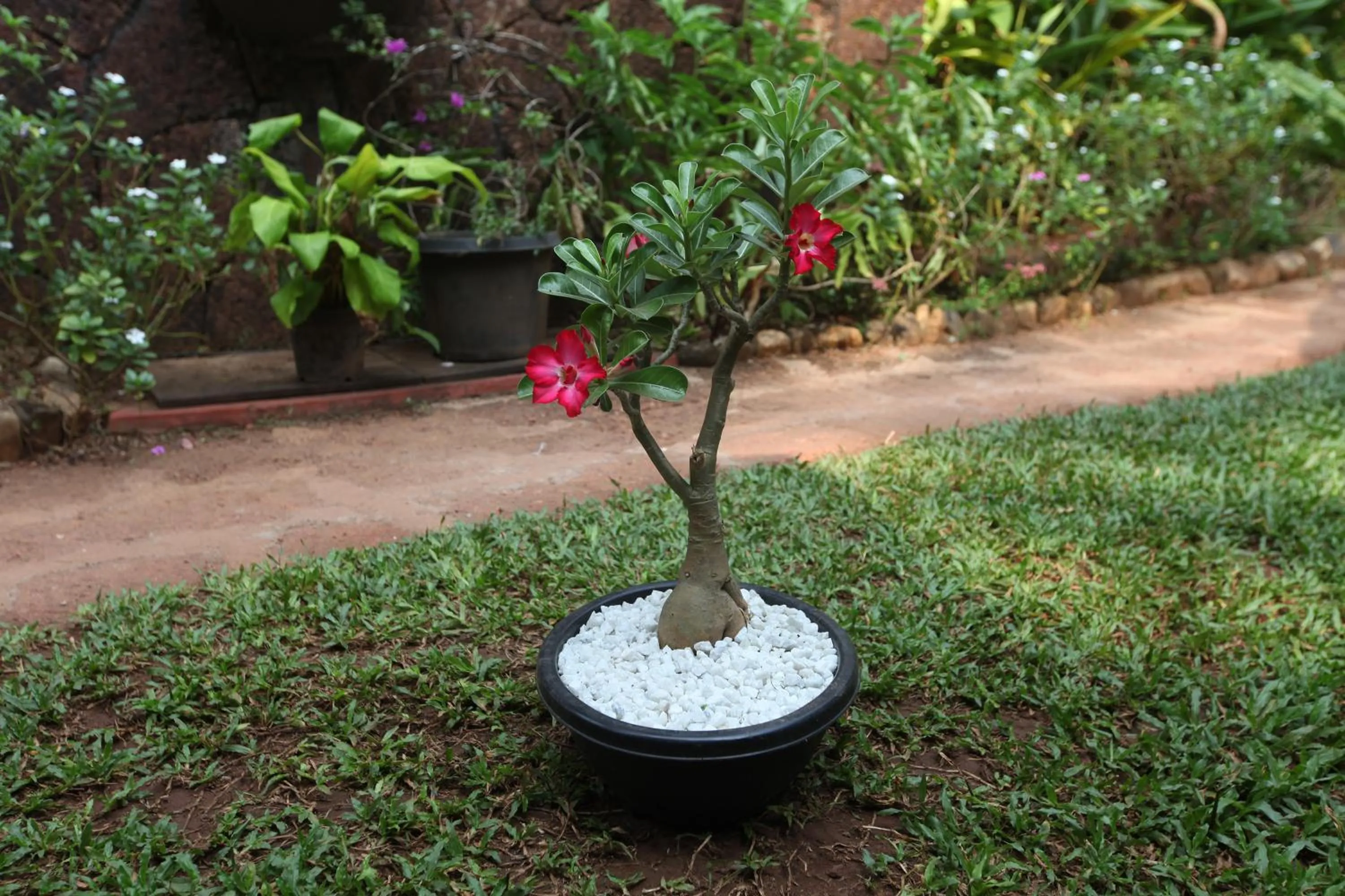 Garden in Presa di Goa - Managed by Smith and Appy