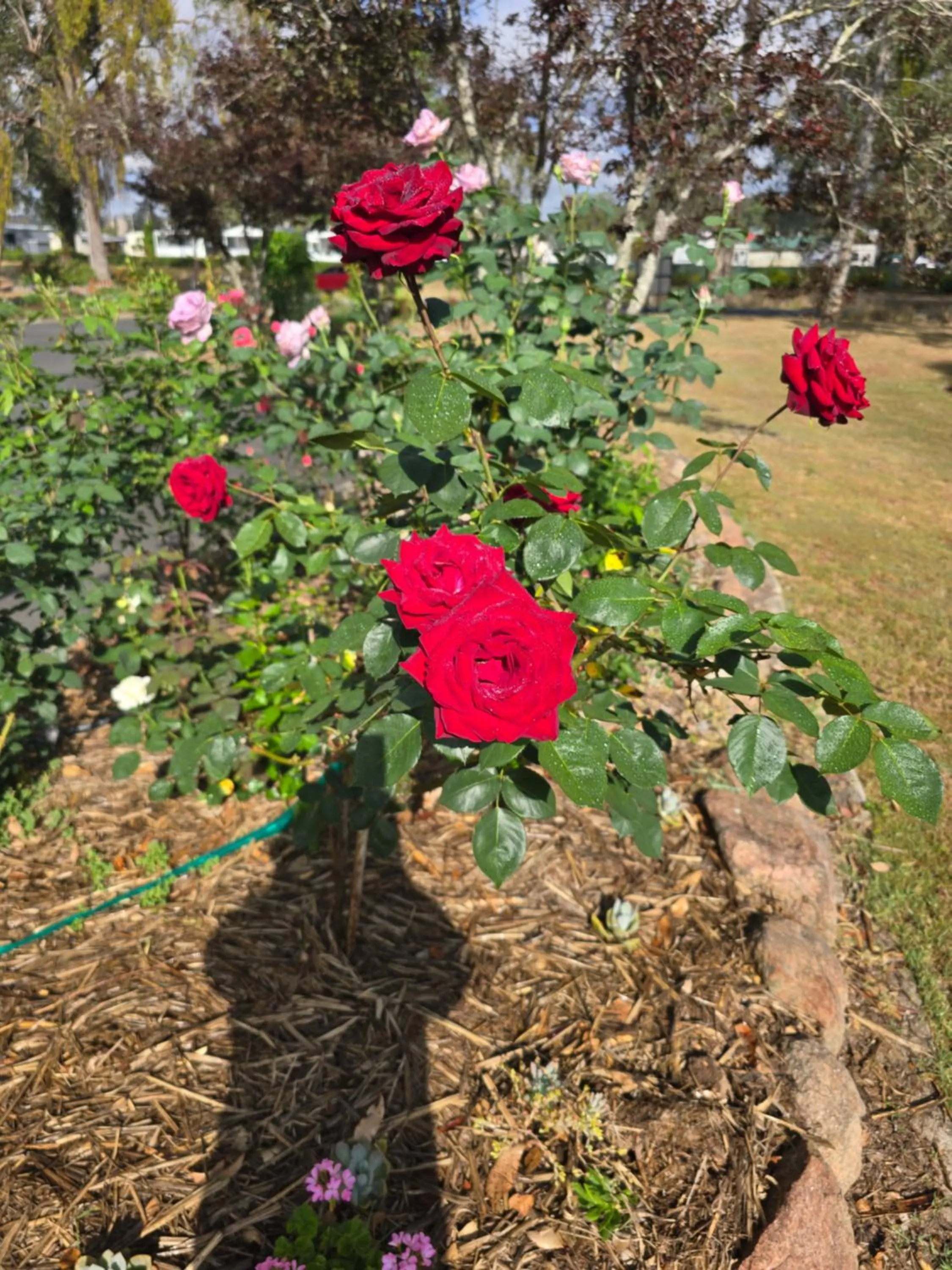 Garden in Crows Nest Motel