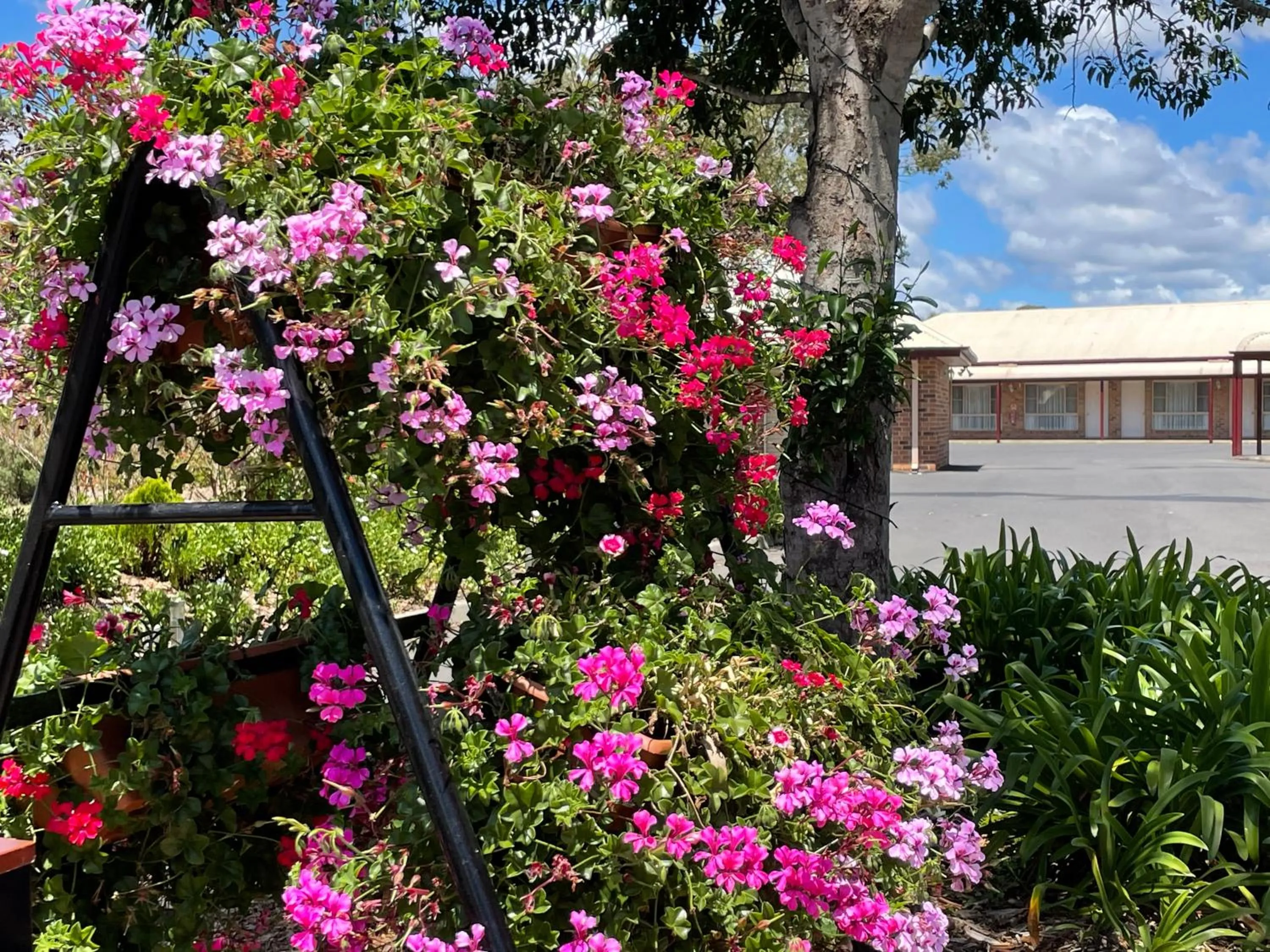 Garden in Crows Nest Motel