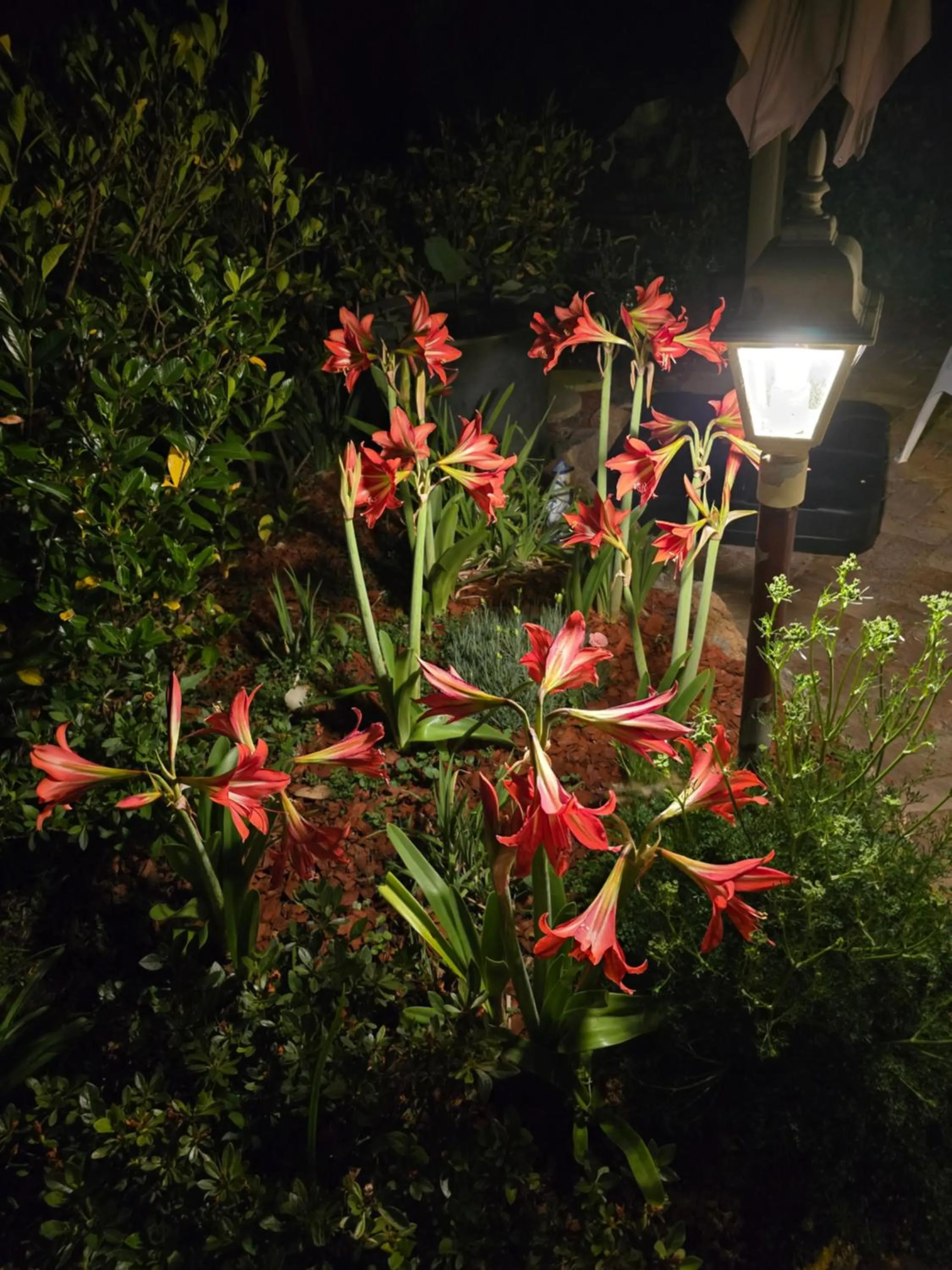 Garden in Crows Nest Motel