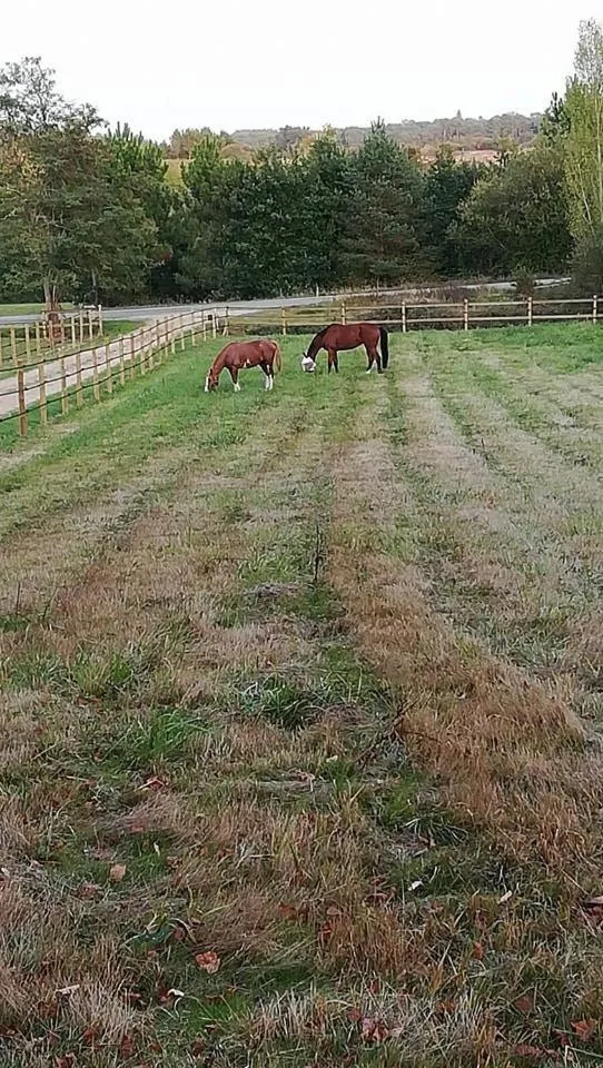 Pets in B&B Les Quatre Vents